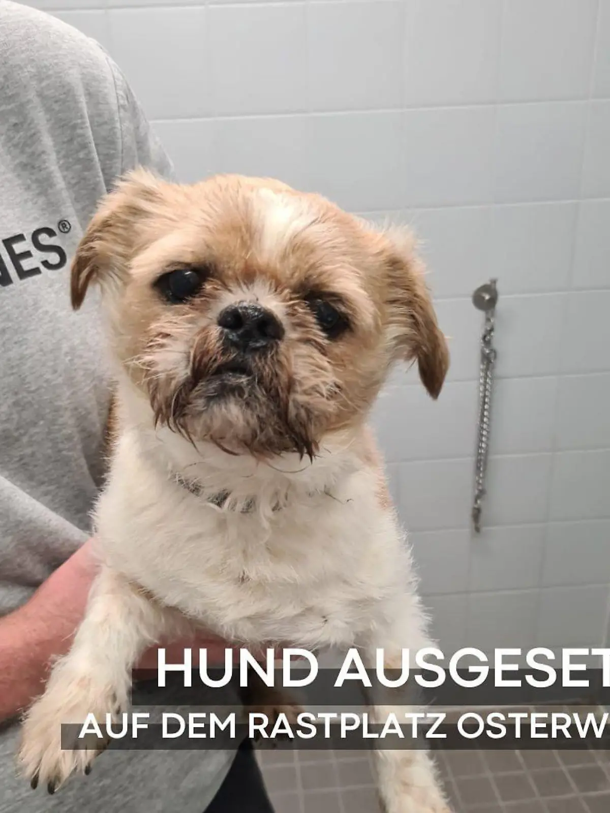 Hund Kalle auf Rastplatz in Bremen ausgesetzt