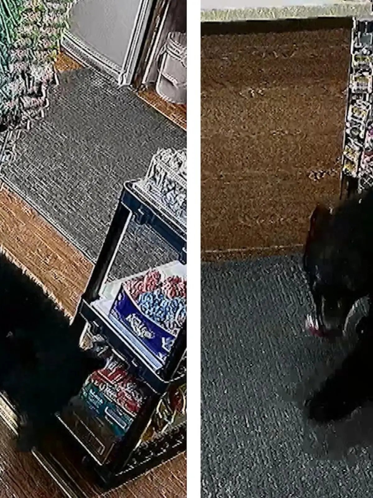 Jay deGoesbriand (68) hat in seiner Tankstelle schon so einiges erlebt. Doch als dieser pelzige Langfinger in seinen Laden spaziert kommt, ist selbst er überrascht - im Video.