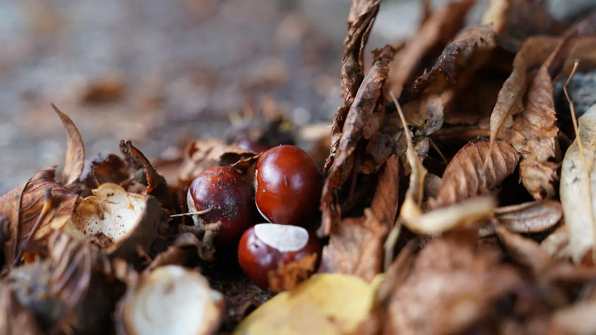 PRODUKTION - 19.09.2022, Hamburg: Kastanien liegen zwischen Blättern auf einer Hofeinfahrt. In Hamburg sind aufgrund einer von Bakterien ausgelösten Baumkrankheit in den vergangenen Jahren viele Kastanien gefällt worden. So gingen zwischen 2013 und 2021 nach Angaben der Umweltbehörde 918 Rosskastanien in Hamburg verloren. (zu dpa: Mehr als 900 Rosskastanien in Hamburg wegen Komplexkrankheit gefällt) Foto: Marcus Brandt/dpa +++ dpa-Bildfunk +++