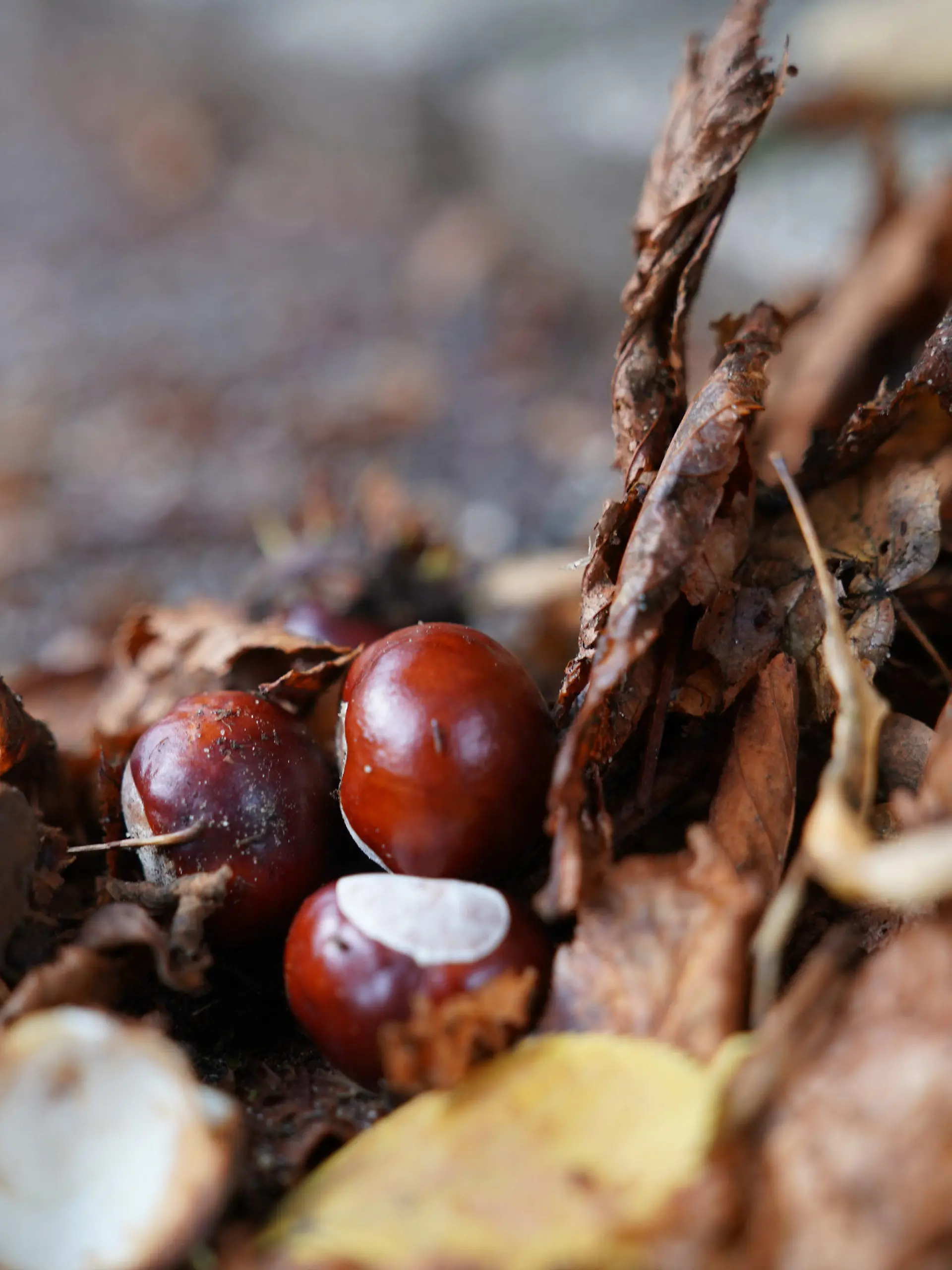PRODUKTION - 19.09.2022, Hamburg: Kastanien liegen zwischen Blättern auf einer Hofeinfahrt. In Hamburg sind aufgrund einer von Bakterien ausgelösten Baumkrankheit in den vergangenen Jahren viele Kastanien gefällt worden. So gingen zwischen 2013 und 2021 nach Angaben der Umweltbehörde 918 Rosskastanien in Hamburg verloren. (zu dpa: Mehr als 900 Rosskastanien in Hamburg wegen Komplexkrankheit gefällt) Foto: Marcus Brandt/dpa +++ dpa-Bildfunk +++