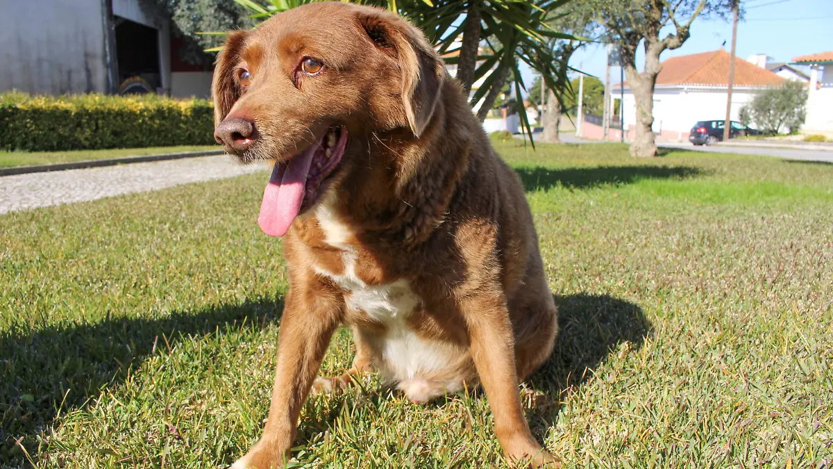 FILE PHOTO: The dog, Bobi, that broke the record for oldest dog ever at 30 years-old, is pictured at Conqueiros, in Leiria, Portugal, February 4, 2023. REUTERS/Catarina Demony/File Photo