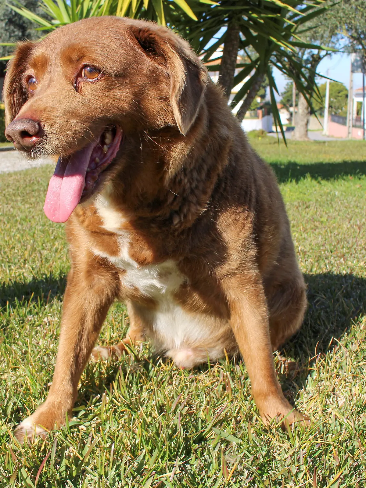 FILE PHOTO: The dog, Bobi, that broke the record for oldest dog ever at 30 years-old, is pictured at Conqueiros, in Leiria, Portugal, February 4, 2023. REUTERS/Catarina Demony/File Photo