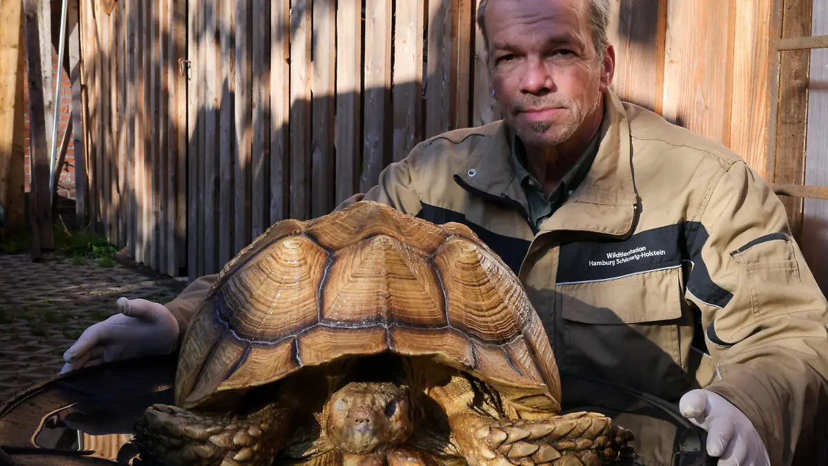 23.10.2023, Schleswig-Holstein, Elmshorn: Christian Erdmann, Leiter des Wildtier- und Artenschutzzentrum bei Elmshorn, kniet neben einer toten Riesenschildkröte. Eine Spaziergängerin hatte in einem Gebüsch in Ellerbek bei Hamburg die tote Spornschildkröte, sie gehört zur drittgrößten Schildkrötenart der Welt, entdeckt. Foto: Christian Charisius/dpa +++ dpa-Bildfunk +++