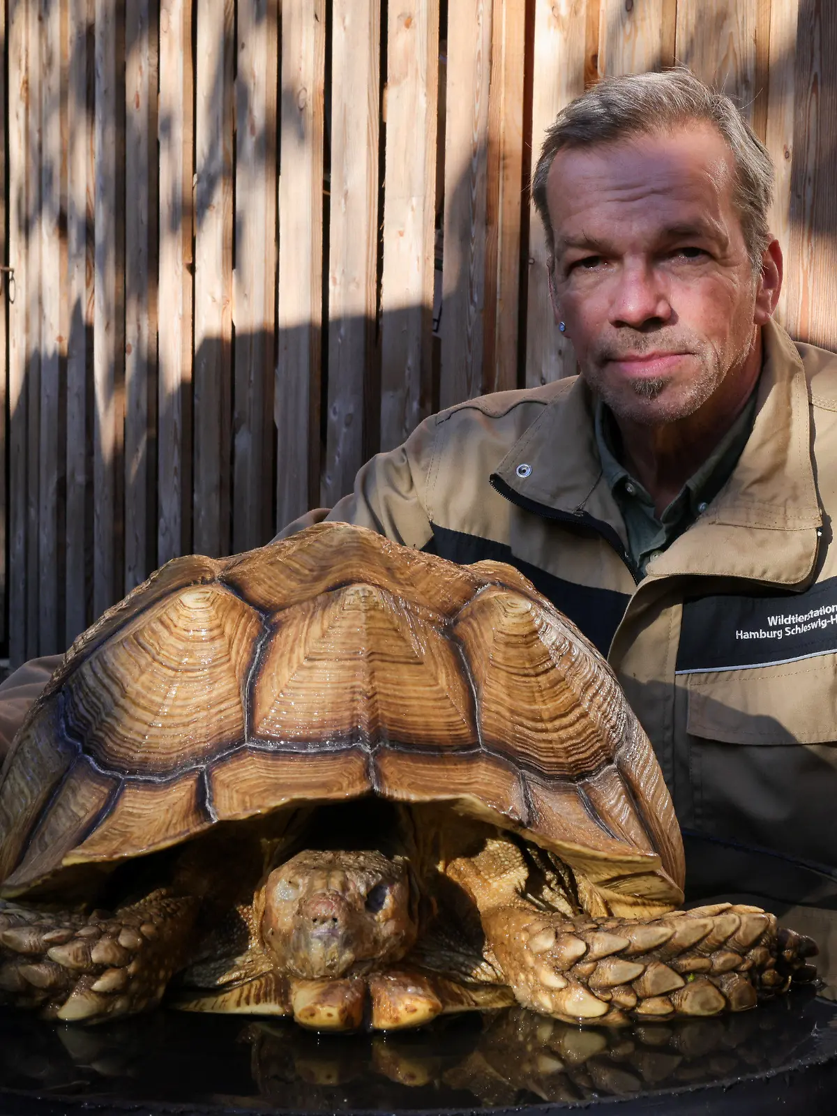23.10.2023, Schleswig-Holstein, Elmshorn: Christian Erdmann, Leiter des Wildtier- und Artenschutzzentrum bei Elmshorn, kniet neben einer toten Riesenschildkröte. Eine Spaziergängerin hatte in einem Gebüsch in Ellerbek bei Hamburg die tote Spornschildkröte, sie gehört zur drittgrößten Schildkrötenart der Welt, entdeckt. Foto: Christian Charisius/dpa +++ dpa-Bildfunk +++