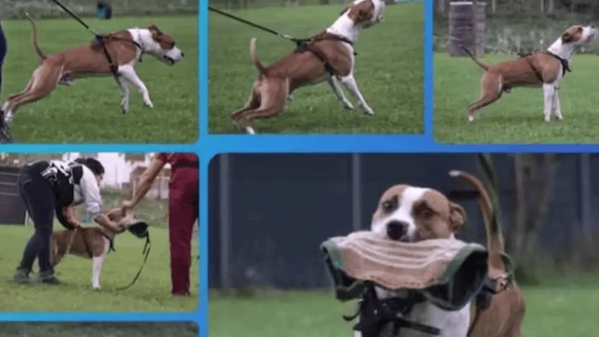 American Staffordshire Terrier Elmo zerfleischte im Oktober eine Joggerin.