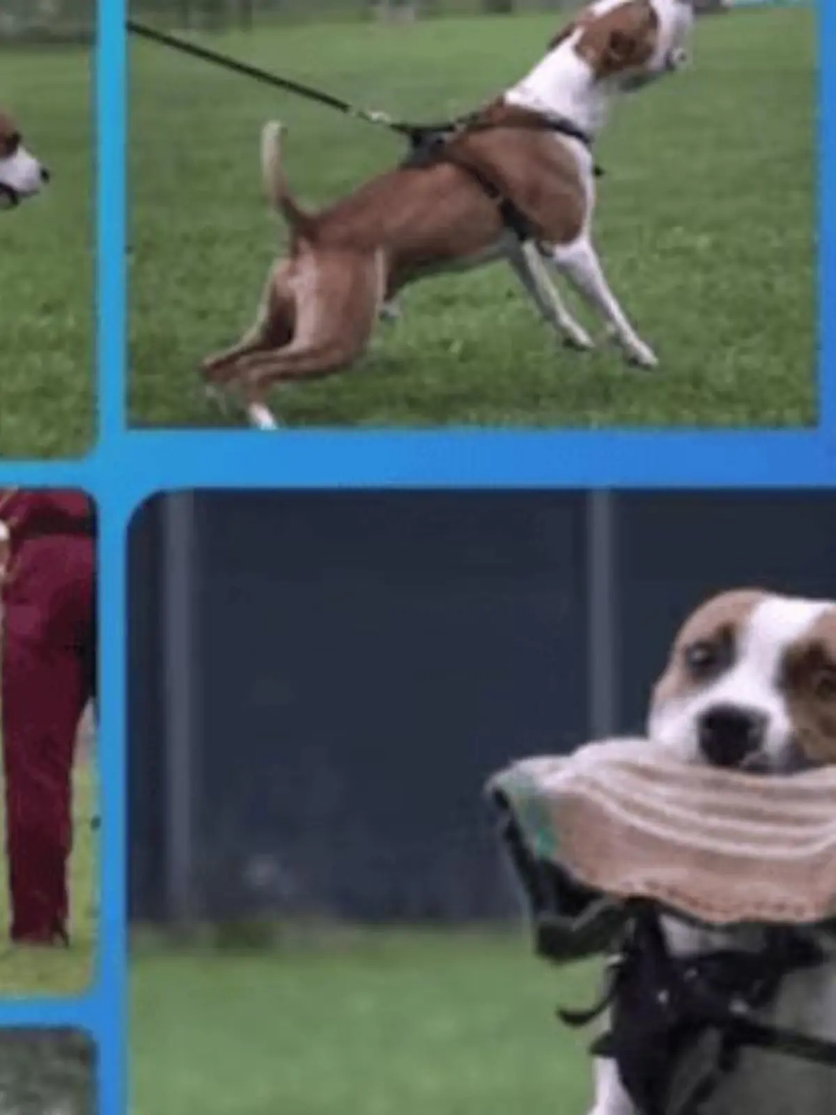 American Staffordshire Terrier Elmo zerfleischte im Oktober eine Joggerin.