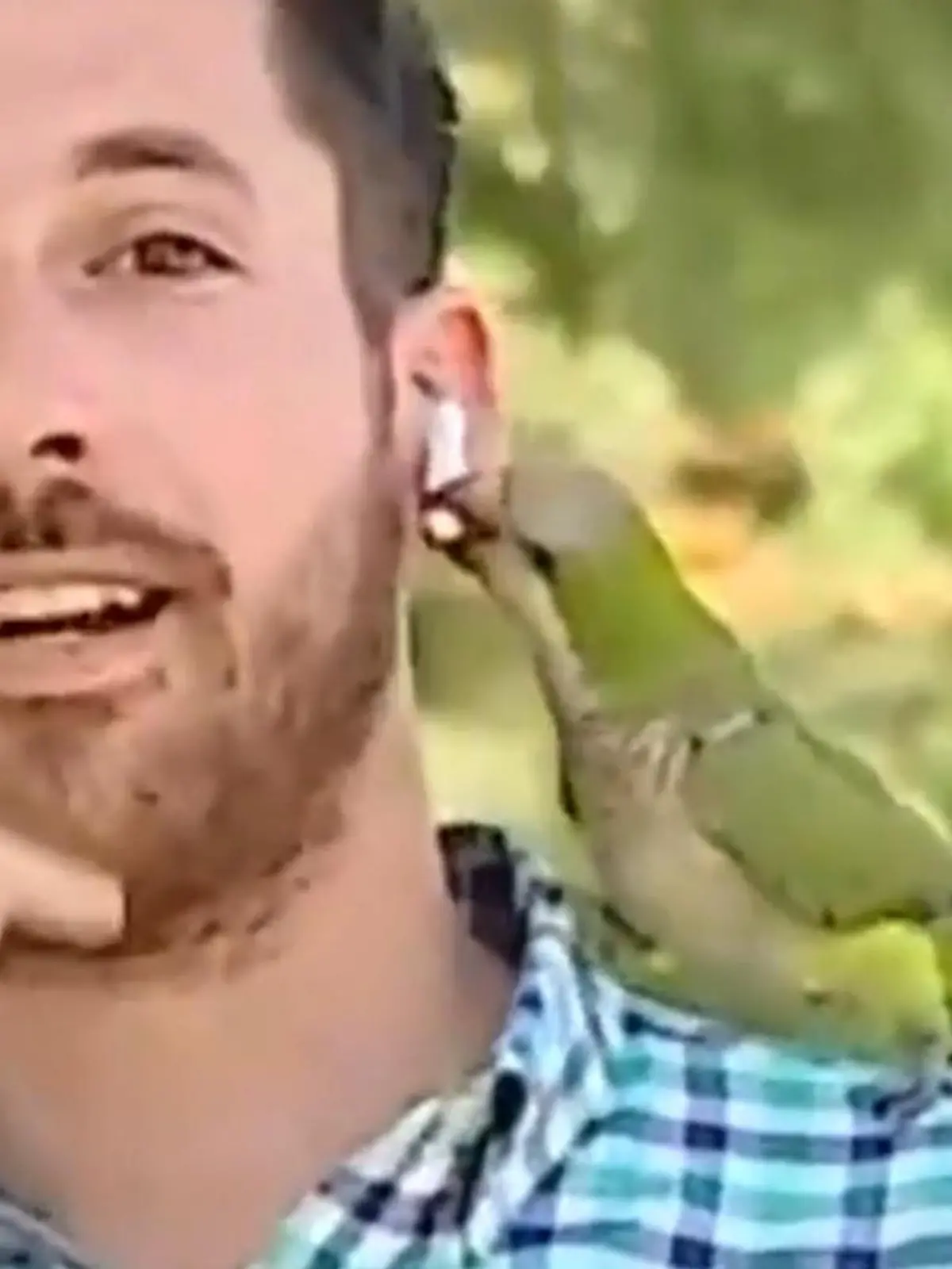 Als Reporter Nicolas Krumm zu seiner Liveschalte für den Sender Chilevision ansetzt, ist noch alles normal. In seinem Bericht geht es um Raubüberfälle, die in dem Vorort der chilenischen Hauptstadt Santiago de Chile zugenommen haben – und das wird vor laufender Kamera in den nachfolgenden Sekunden unter Beweis gestellt! Ein Papagei landet auf der Schulter des Reporters und stibitzt kurzerhand seinen Kopfhörer. Die Szene sehen Sie im Video.