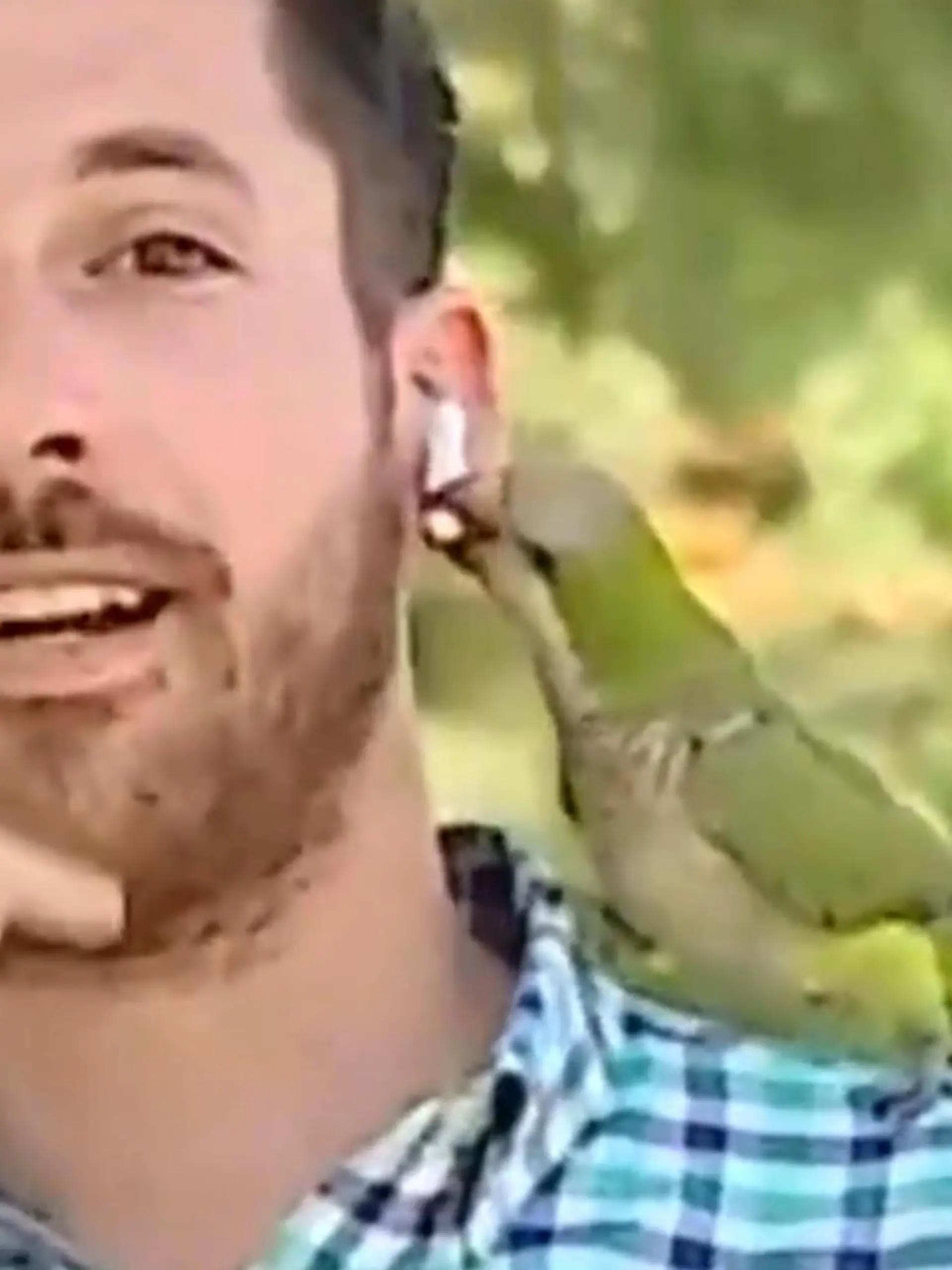 Als Reporter Nicolas Krumm zu seiner Liveschalte für den Sender Chilevision ansetzt, ist noch alles normal. In seinem Bericht geht es um Raubüberfälle, die in dem Vorort der chilenischen Hauptstadt Santiago de Chile zugenommen haben – und das wird vor laufender Kamera in den nachfolgenden Sekunden unter Beweis gestellt! Ein Papagei landet auf der Schulter des Reporters und stibitzt kurzerhand seinen Kopfhörer. Die Szene sehen Sie im Video.