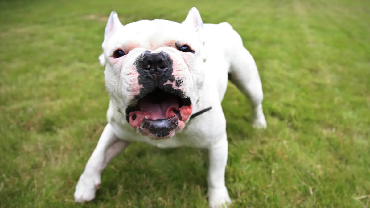 Französische Bulldogge - McPBLWS