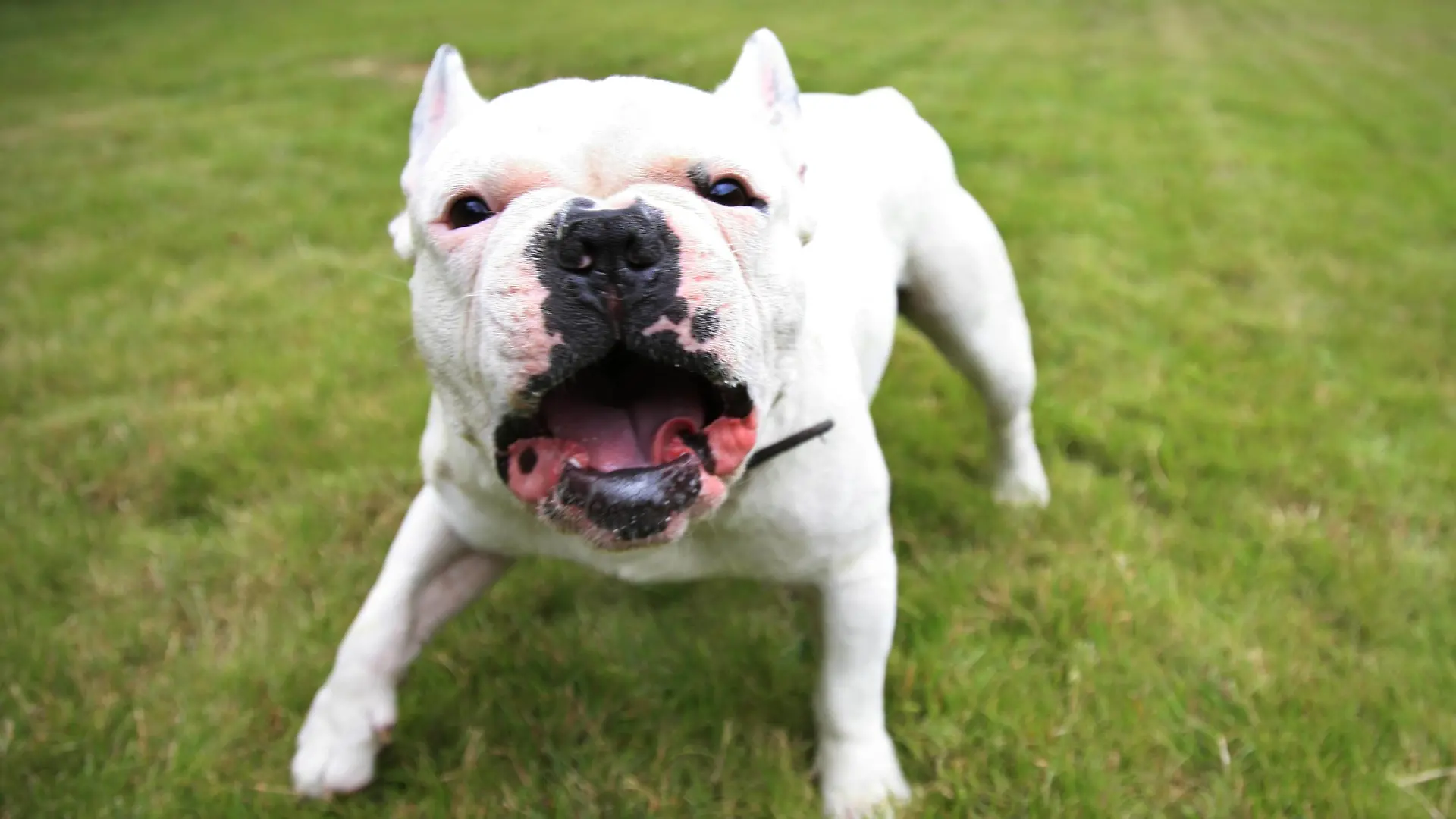 Französische Bulldogge - McPBLWS