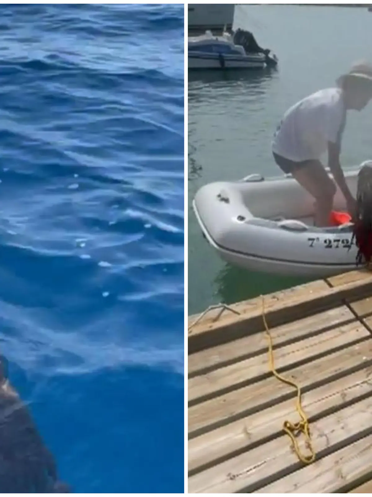 Er ist kurz vor dem Ertrinken.
Doch die Männer auf hoher See eilen dem Geier sofort zur Hilfe.
Mit einer Rettungsweste ziehen sie das Tier, das aus bisher unbekannten Gründen ins Meer von Spanien fiel, aus dem Wasser und fahren ihn zurück aufs Land. 