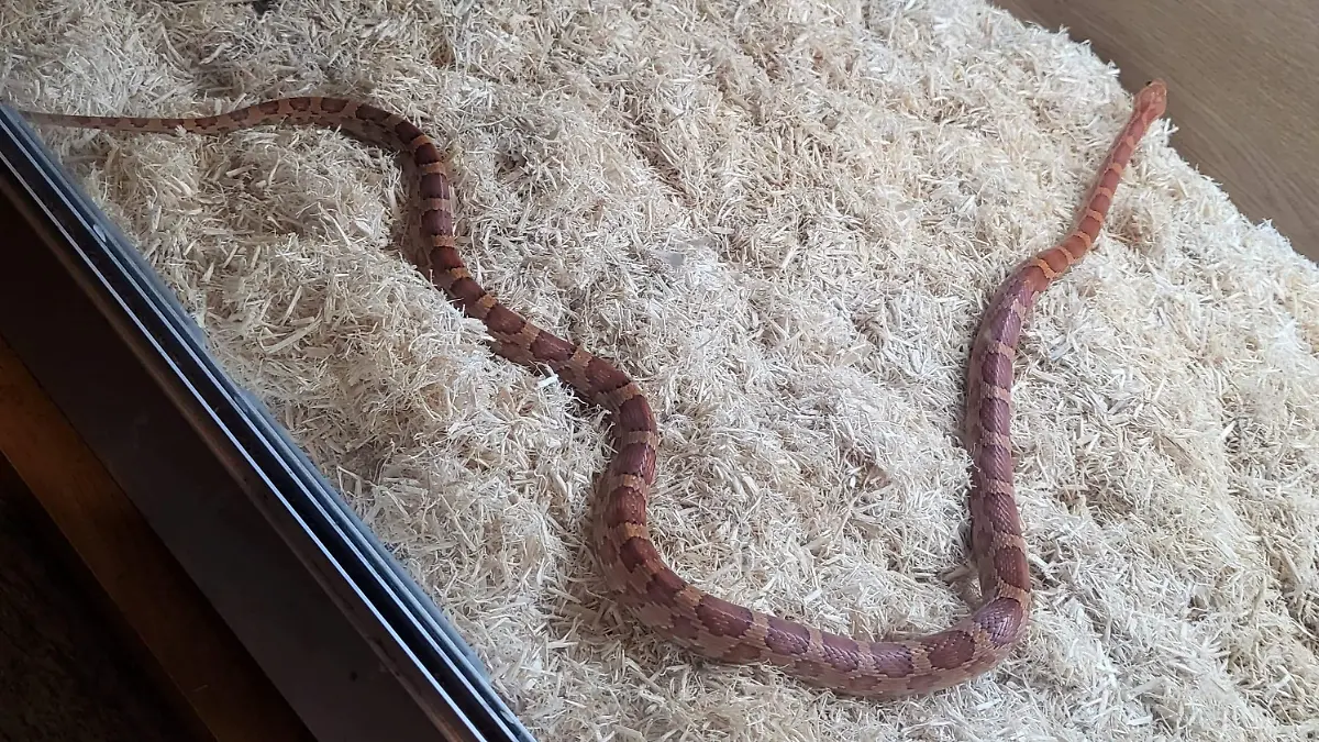 SONDERKONDITIONEN: Satzpreis!
Pictured The snake found by Tasha Lane. A woman was given a sssss-care when she discovered a SNAKE in her bed in the dead of night - which turned out to be her neighbour's. See SWNS story SWTPsnake. Tasha Lane, 23, was asleep with her boyfriend Reece Parillon (corr), 25, and their dog when she felt wriggling at around 4:15am on October 22. She initially thought it was her pooch Harley - but quickly realised it wasn't soft fur touching her. So she got her torch up on her phone and peered under the covers - where she was met by snake eyes looking back at her. Tasha, from Wellingborough, Northants., then leapt out of bed and started screaming - alerting the rest of the house. Partner Reece's mum came rushing in before calmly explaining that the orange reptile belonged to a local - and had been missing for months.  / action press