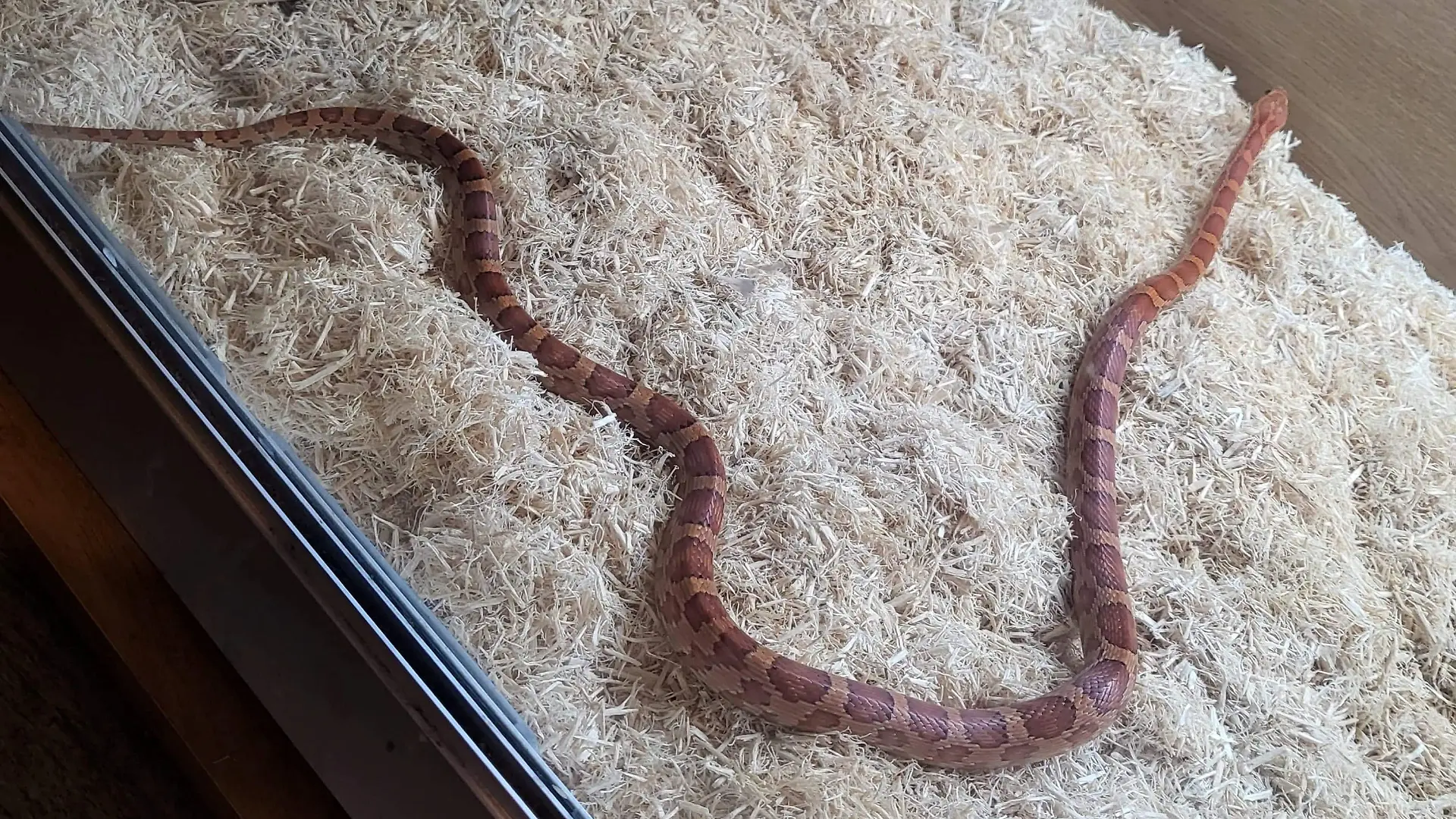 SONDERKONDITIONEN: Satzpreis!
Pictured The snake found by Tasha Lane. A woman was given a sssss-care when she discovered a SNAKE in her bed in the dead of night - which turned out to be her neighbour's. See SWNS story SWTPsnake. Tasha Lane, 23, was asleep with her boyfriend Reece Parillon (corr), 25, and their dog when she felt wriggling at around 4:15am on October 22. She initially thought it was her pooch Harley - but quickly realised it wasn't soft fur touching her. So she got her torch up on her phone and peered under the covers - where she was met by snake eyes looking back at her. Tasha, from Wellingborough, Northants., then leapt out of bed and started screaming - alerting the rest of the house. Partner Reece's mum came rushing in before calmly explaining that the orange reptile belonged to a local - and had been missing for months. / action press