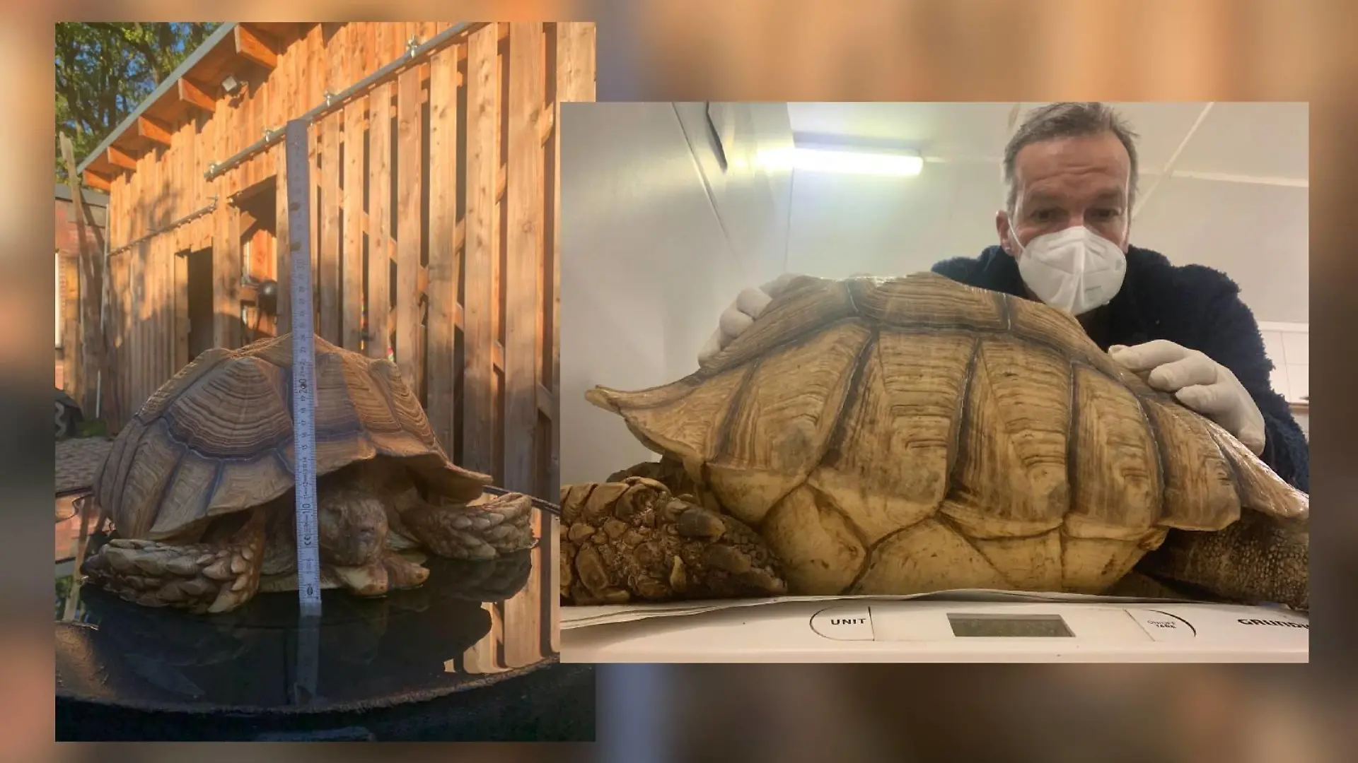 Schildkröte
