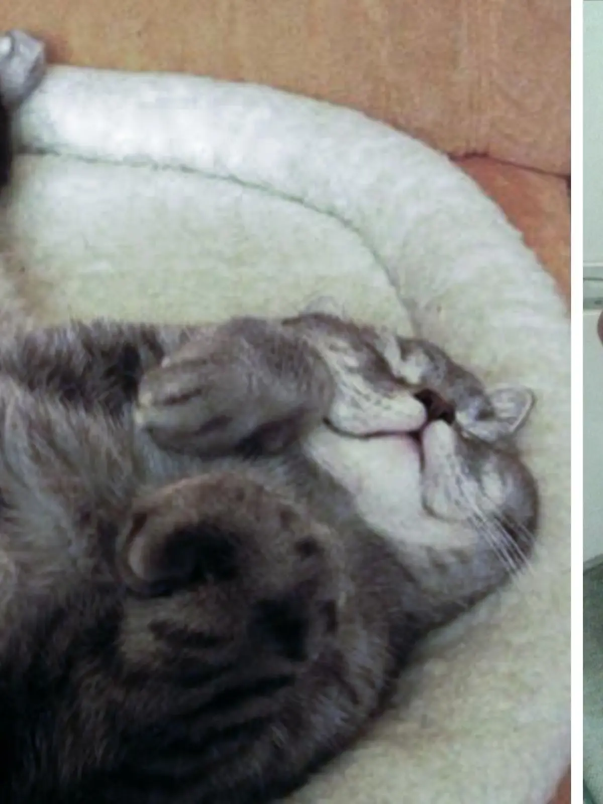 Für Peter Oppenheimer war er alles. Seit dem 13. September sucht er Tag und Nacht nach seinem Kater Oscar. Denn der kann nicht selbst nach Hause finden.