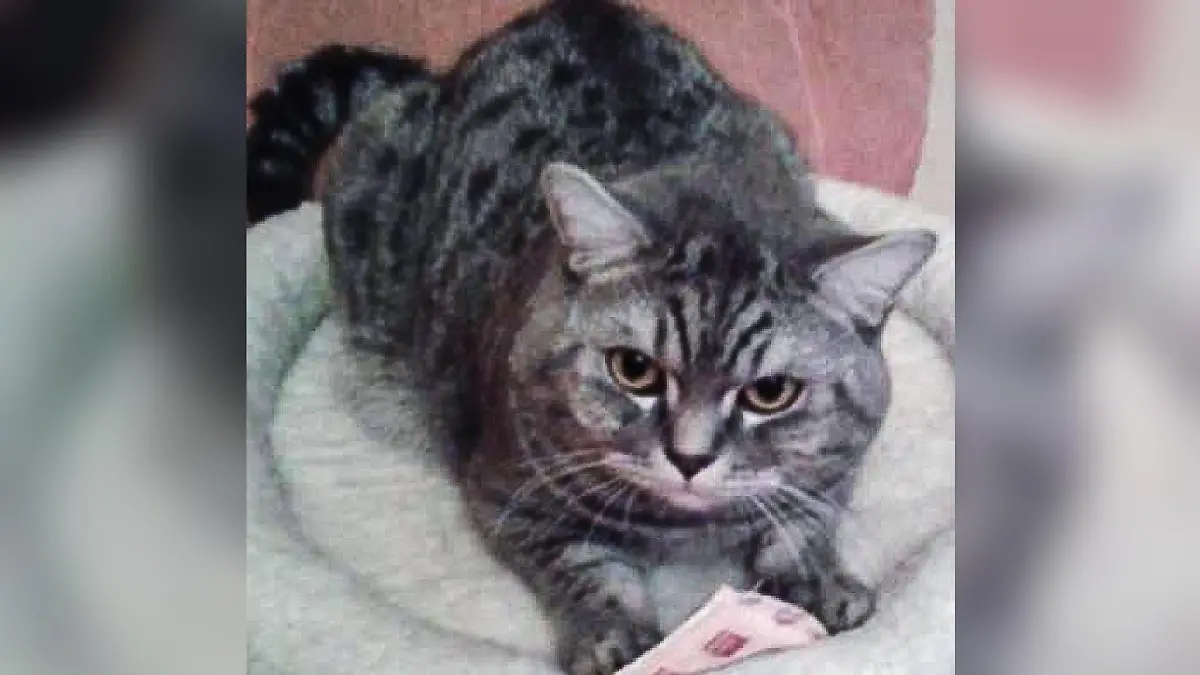 Ein grau getigerter Kater auf einem Sofa