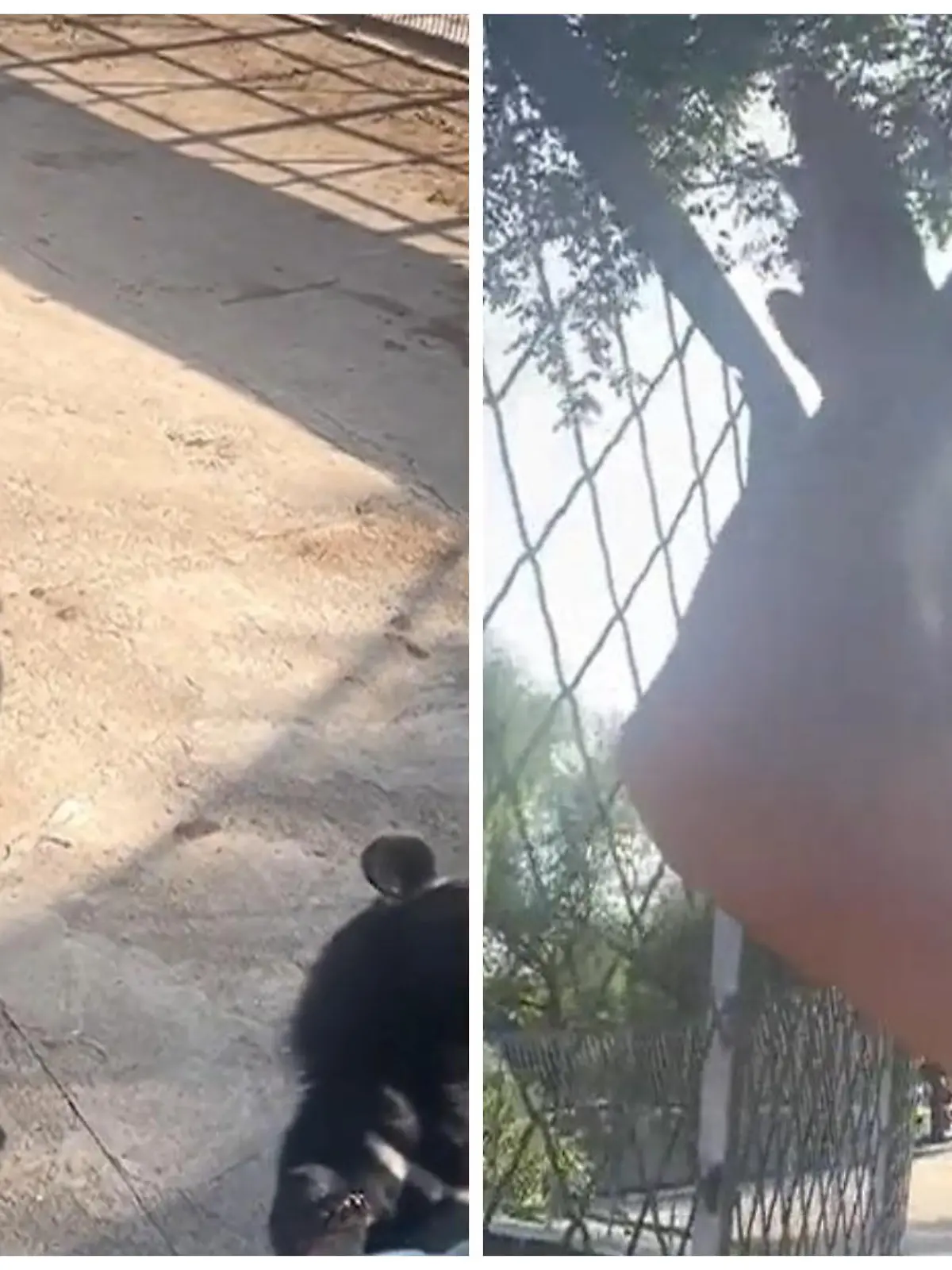 Ein Schwarzbär, der auf seinen beiden Hinterbeinen steht, ahmt in einem Zoo in Nordchina einen Touristen beim Tanzen nach. Die skurrilen Szenen sehen Sie im Video.