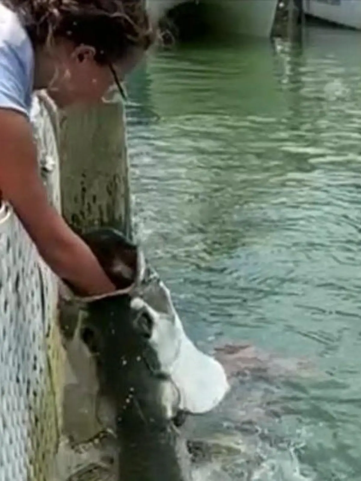 In Florida wird ein Mädchen beim Fische füttern überrascht. Ein Arm des Mädchens verschwindet fast vollständig in einem Fischmaul. Die Kleine kommt mit dem Schrecken davon.
