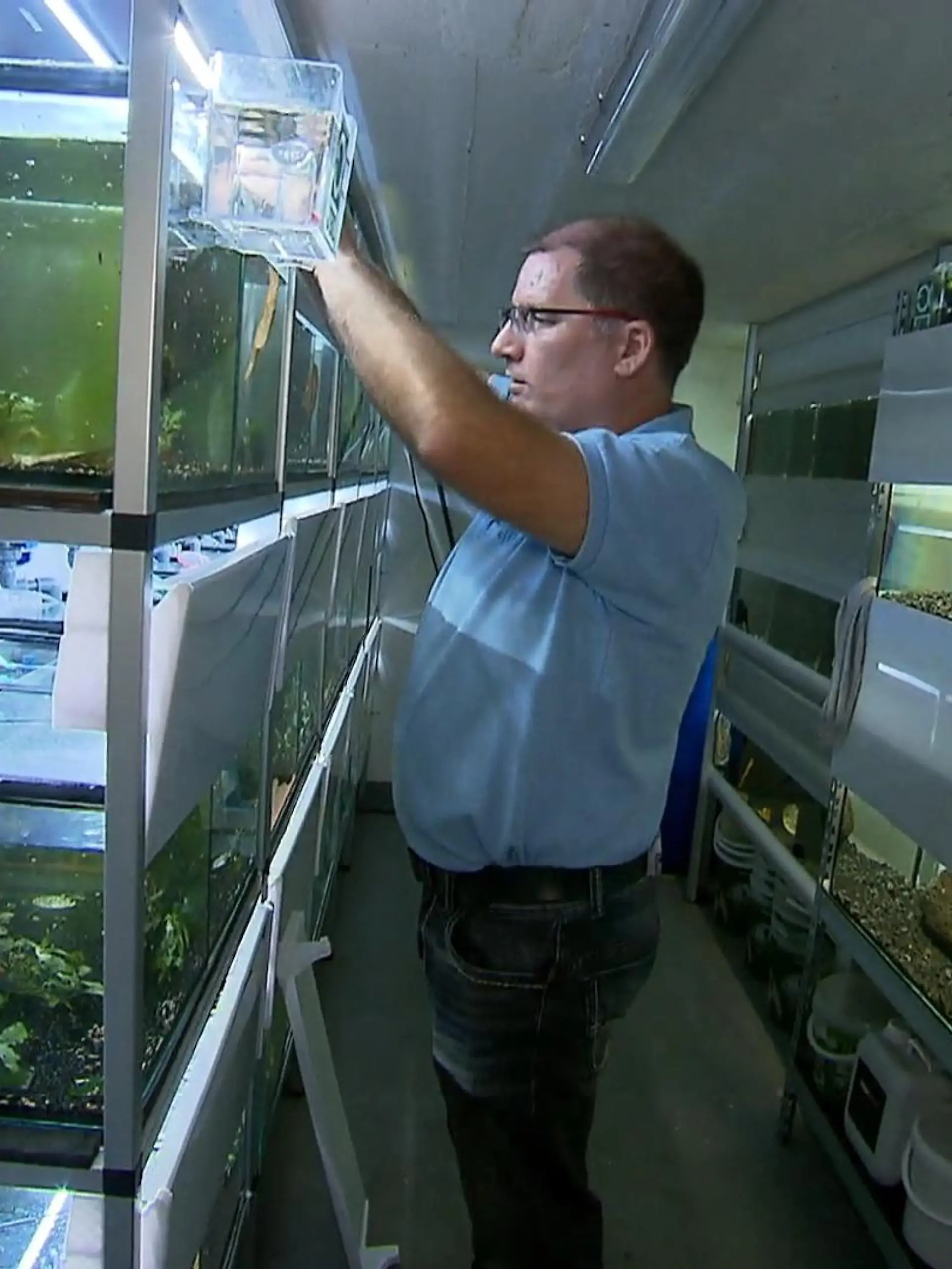 Markus Schultz hat ein ungewöhnliches Hobby: Der 46-Jährige züchtet seit 10 Jahren Garnelen in seinem Keller. Mittlerweile hat er schätzungsweise 30.000 in seinen 180 Aquarien.

Ursprünglich hatte Markus nur ein paar kleine Aquarienfische. Diese haben sich jedoch zu schnell vermehrt. Er tauschte die Fische gegen die Garnelen. Diese sind nicht zum Verzehr gedacht, sondern zum Halten und Züchten. Die Tiere verkauft er an Kunden aus ganz Europa. Eine Garnele kann bis zu 250 Euro kosten. Entscheidend ist die Nachfrage und die Art des Tieres.