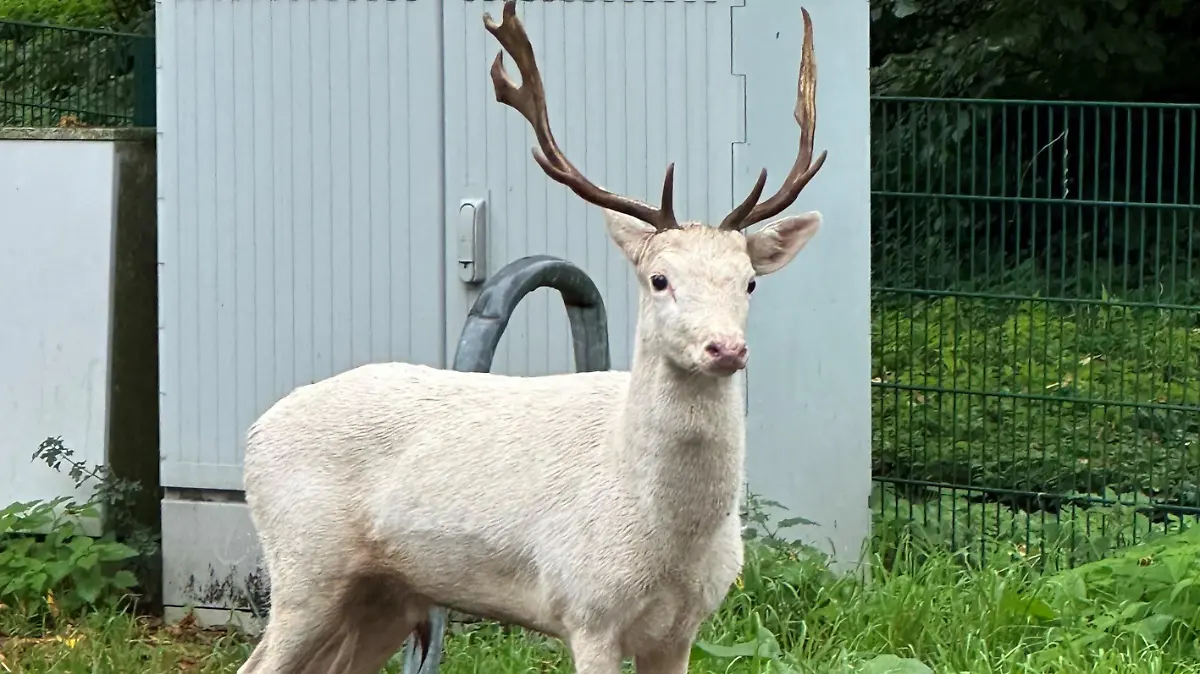 HANDOUT - 25.10.2023, Nordrhein-Westfalen, Moers: Ein weißer Hirsch steht auf dem Parkplatz eines Baumarkts. Zeugen hatten das außergewöhnliche Tier entdeckt und die Polizei alarmiert. Die Beamten und die Feuerwehr versuchten, den Hirsch einzukesseln - doch so leicht ließ der sich nicht einfangen. Ein Tierarzt habe ihn schließlich aus der Ferne betäuben können, teilte die Polizei mit. (zu dpa "Weißer Hirsch taucht plötzlich vor Baumarkt auf") Foto: Kreispolizeibehörde Wesel/dpa - ACHTUNG: Nur zur redaktionellen Verwendung im Zusammenhang mit der aktuellen Berichterstattung und nur mit vollständiger Nennung des vorstehenden Credits +++ dpa-Bildfunk +++