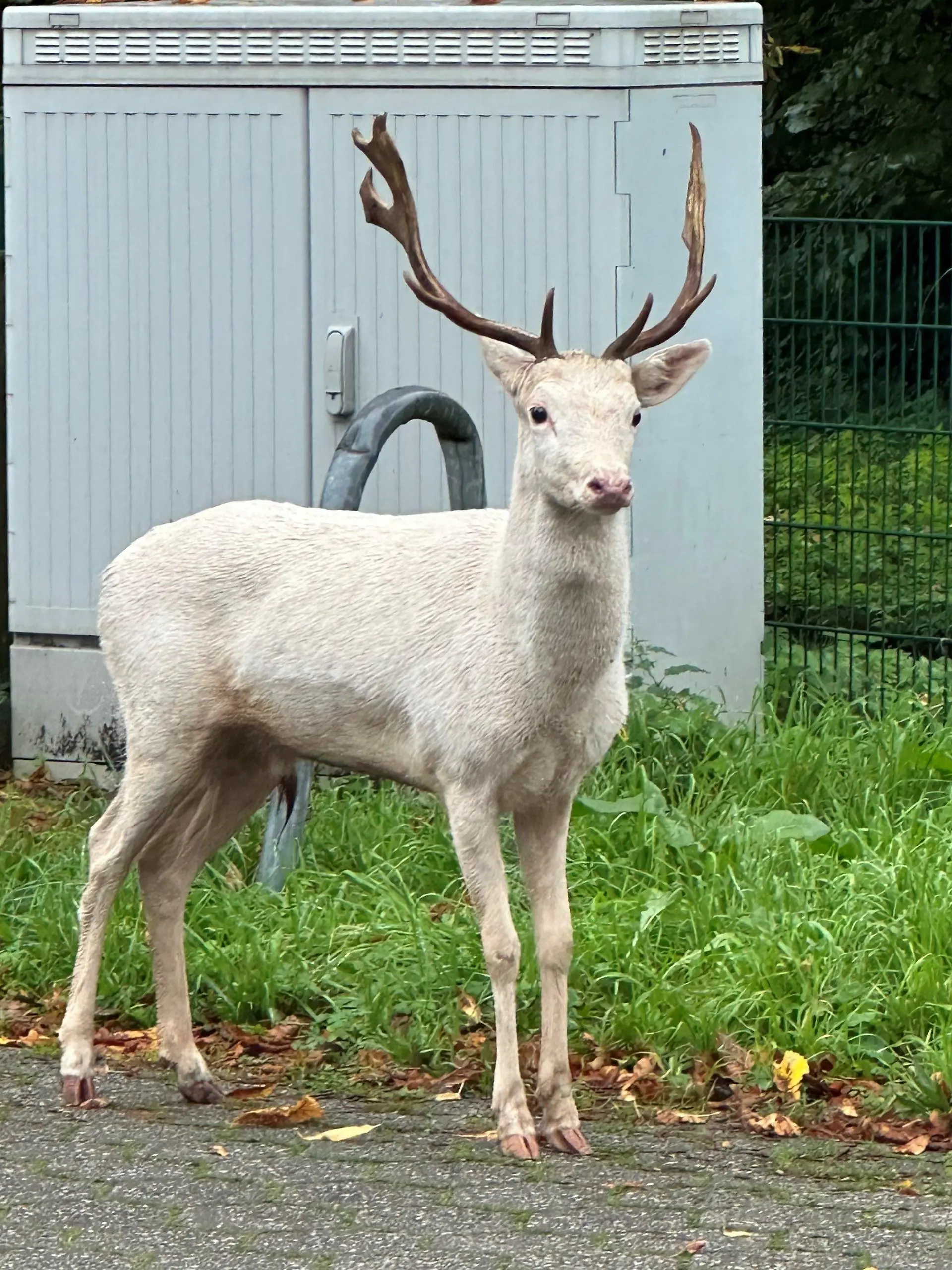 HANDOUT - 25.10.2023, Nordrhein-Westfalen, Moers: Ein weißer Hirsch steht auf dem Parkplatz eines Baumarkts. Zeugen hatten das außergewöhnliche Tier entdeckt und die Polizei alarmiert. Die Beamten und die Feuerwehr versuchten, den Hirsch einzukesseln - doch so leicht ließ der sich nicht einfangen. Ein Tierarzt habe ihn schließlich aus der Ferne betäuben können, teilte die Polizei mit. (zu dpa "Weißer Hirsch taucht plötzlich vor Baumarkt auf") Foto: Kreispolizeibehörde Wesel/dpa - ACHTUNG: Nur zur redaktionellen Verwendung im Zusammenhang mit der aktuellen Berichterstattung und nur mit vollständiger Nennung des vorstehenden Credits +++ dpa-Bildfunk +++