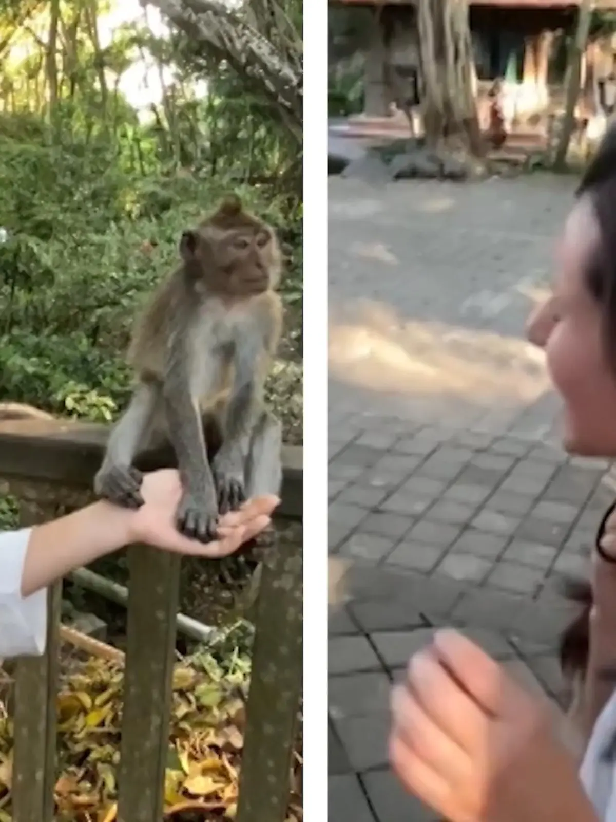 Lukas Rodruigez und seine Schwester besuchen in ihrem Indonesien-Urlaub den Affenwald. Die Warnschilder, dass man den Primaten besser nicht zu nahe kommen sollte, hätten diese beiden wohl besser mal verinnerlichen sollen - im Video.