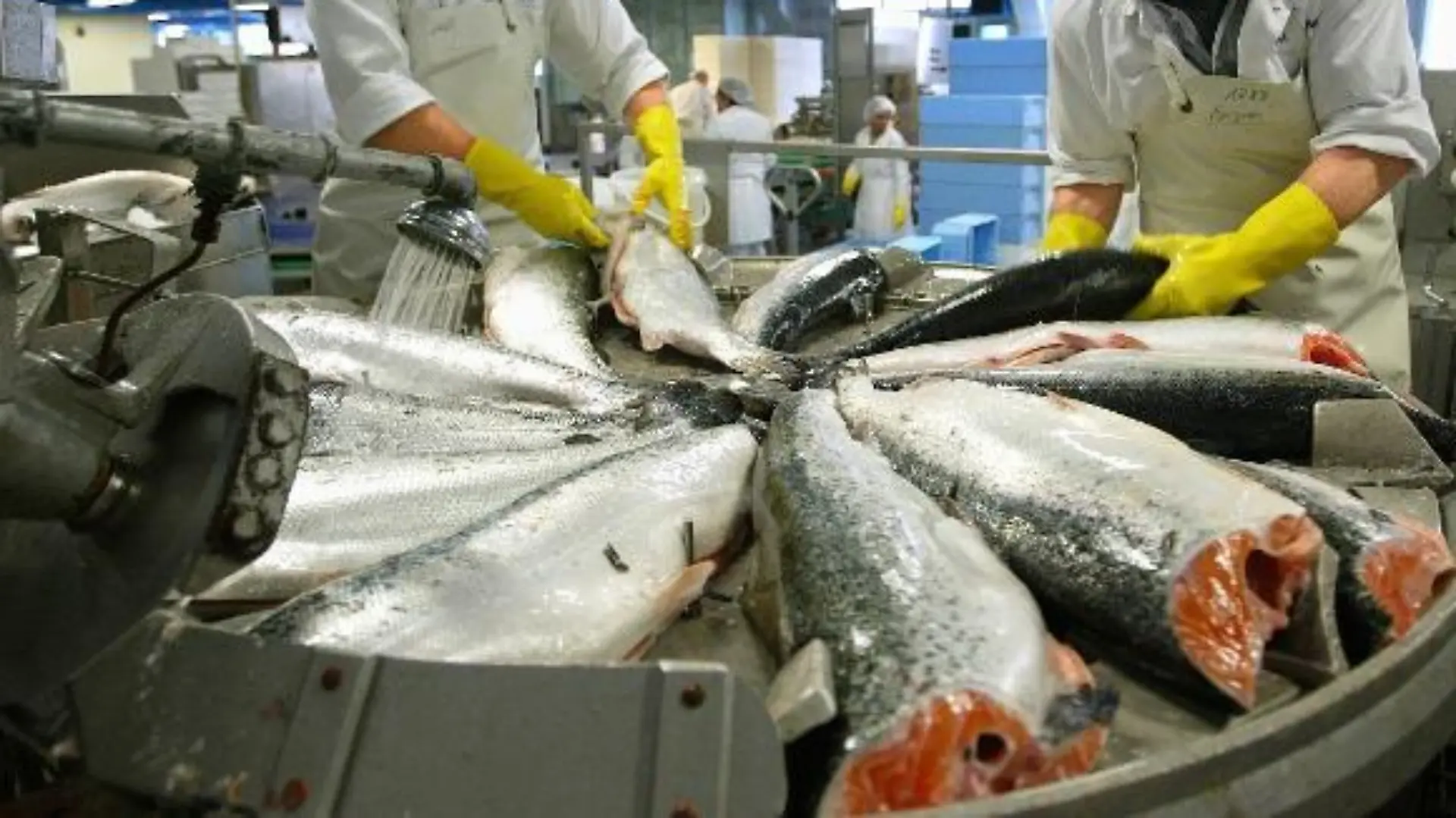 Zwei Mitarbeiter des Großherstellers von Fischprodukten "Deutsche See" in Bremerhaven bereiten am Dienstag (06.04.2004) vor Ostern frisch geschlachteten Zuchtlachs auf einer Art Drehscheibe für die Weiterverarbeitung vor. Der Edelfisch wird anschließend teilweise in verschiedenen Produktionsstraßen oder per Hand zu anspruchsvollen Fischdelikatessen verarbeitet. Von der Anlieferung der Rohware bis zum Versand zum Kunden bleiben dem Unternehmen nur 12 Stunden. Mit mehr als 1650 Tonnen Fisch werden dieses Jahr in der Karwoche 700 Tonnen mehr als im Jahresdurchschnitt verkauft. Foto: Ingo Wagner dpa/lni