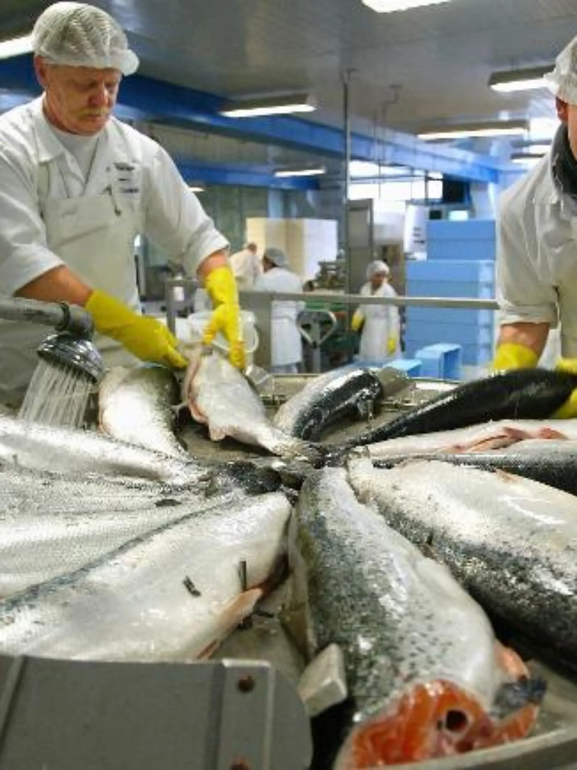 Zwei Mitarbeiter des Großherstellers von Fischprodukten "Deutsche See" in Bremerhaven bereiten am Dienstag (06.04.2004) vor Ostern frisch geschlachteten Zuchtlachs auf einer Art Drehscheibe für die Weiterverarbeitung vor. Der Edelfisch wird anschließend teilweise in verschiedenen Produktionsstraßen oder per Hand zu anspruchsvollen Fischdelikatessen verarbeitet. Von der Anlieferung der Rohware bis zum Versand zum Kunden bleiben dem Unternehmen nur 12 Stunden. Mit mehr als 1650 Tonnen Fisch werden dieses Jahr in der Karwoche 700 Tonnen mehr als im Jahresdurchschnitt verkauft. Foto: Ingo Wagner dpa/lni