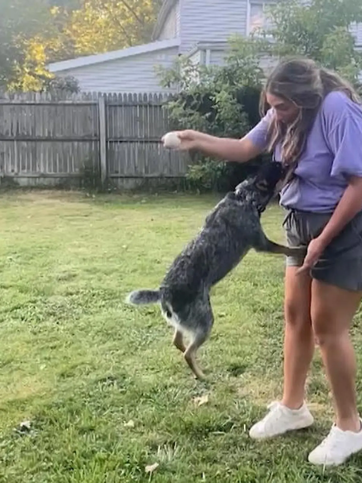 Achtung Verwechslungsgefahr: Koda wollte doch nur total motiviert nach seinem Ball schnappen, verfehlte ihn aber ganz knapp.  Frauchen Jade will hier eigentlich mit ihrem kleinen Koda und seinen Sprungkünsten angeben. Stattdessen springt der übermotivierte Rüde auf ihre Bust und schnappt zu.