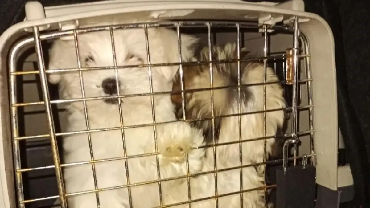 Box mit Malteser und Shih Tzu