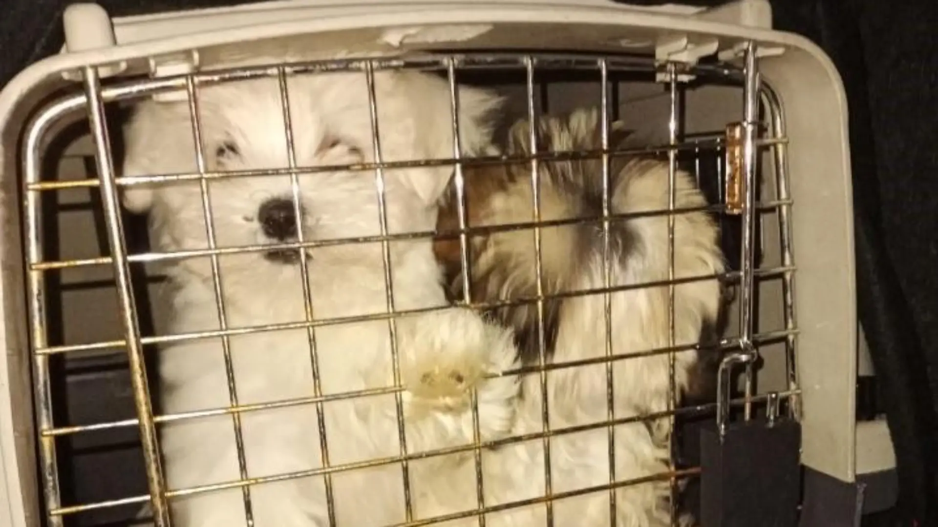 Box mit Malteser und Shih Tzu