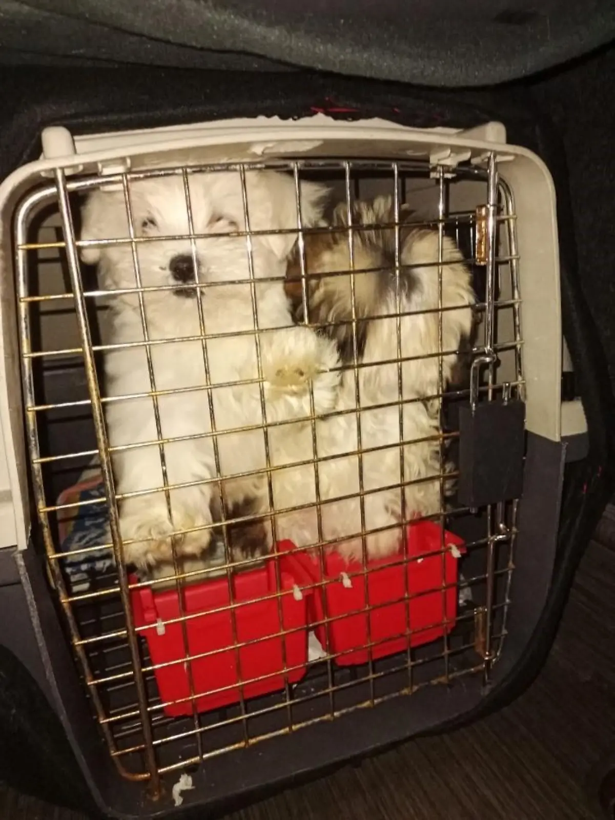Box mit Malteser und Shih Tzu