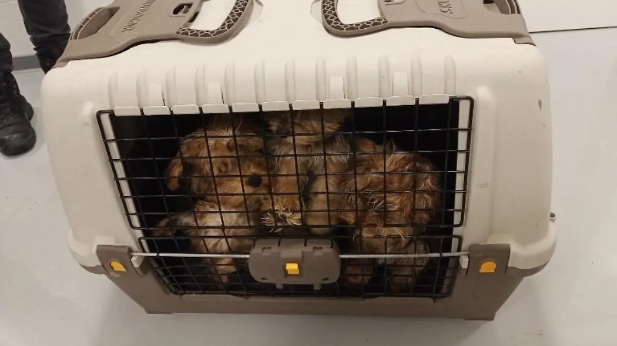 Box mit vier Yorkshire Terriern
