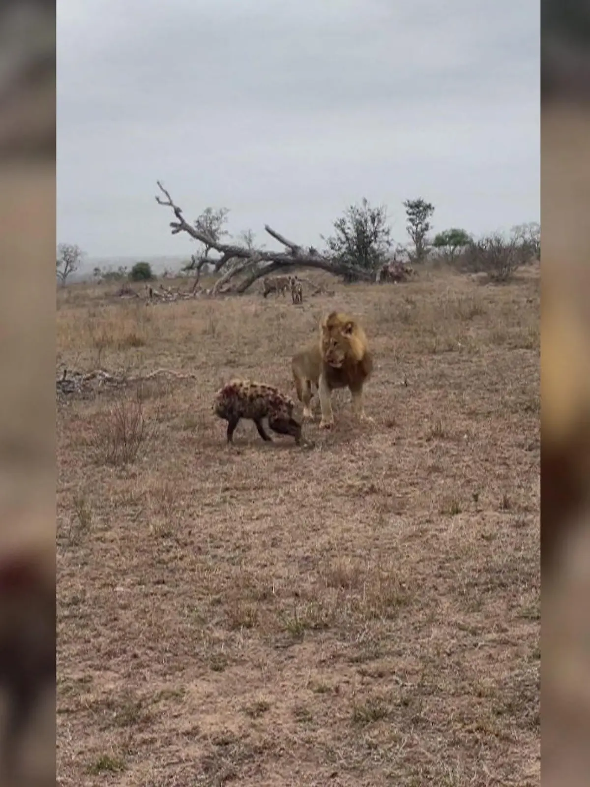 Überraschende Wende bei einem Löwenangriff in Südafrika!
Denn als eine Horde der Raubtiere eine Hyäne angreift und gerade erlegen will, eilen weitere Artgenossen dem Tier zur Hilfe!
