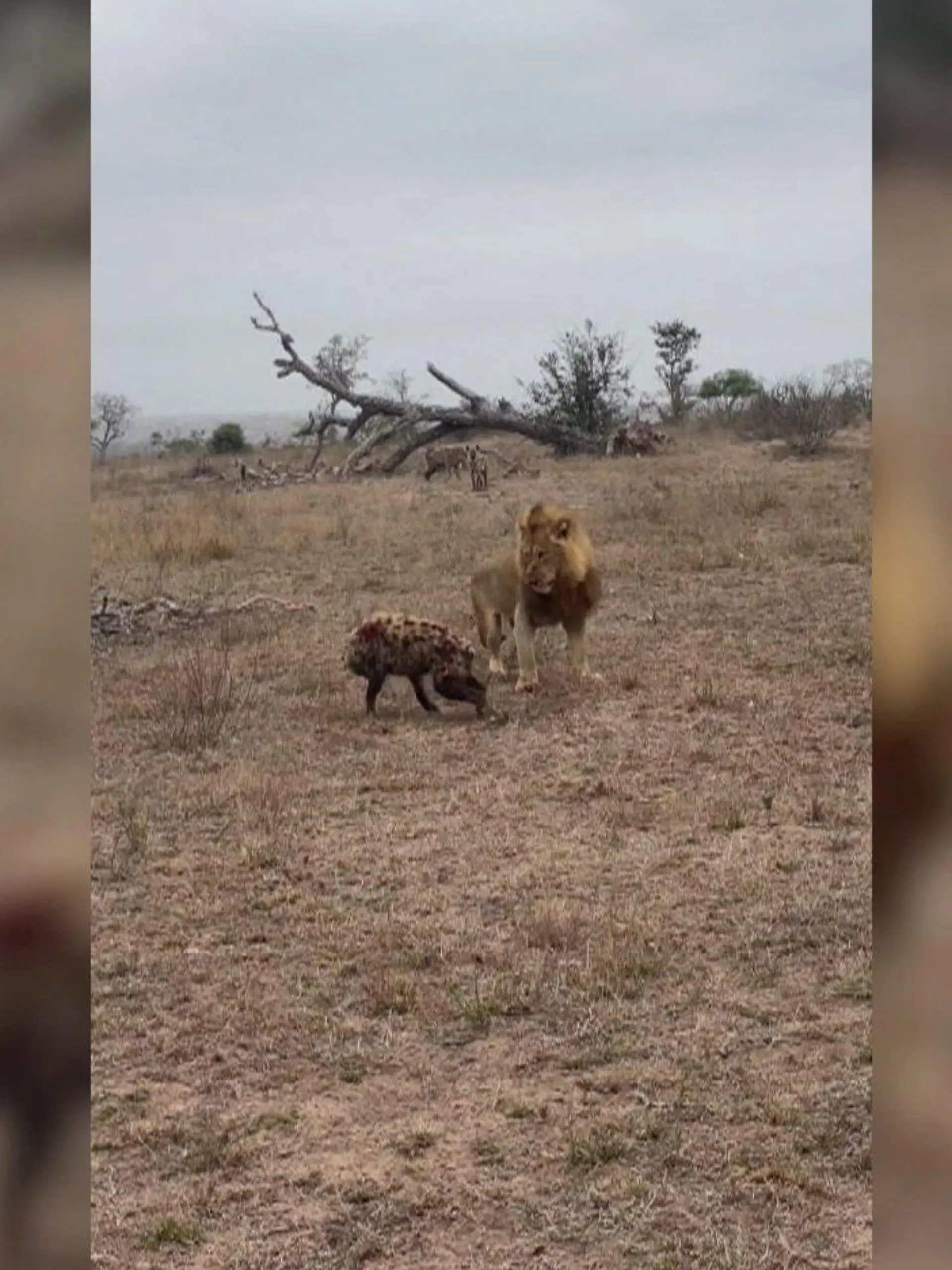 Überraschende Wende bei einem Löwenangriff in Südafrika!
Denn als eine Horde der Raubtiere eine Hyäne angreift und gerade erlegen will, eilen weitere Artgenossen dem Tier zur Hilfe!