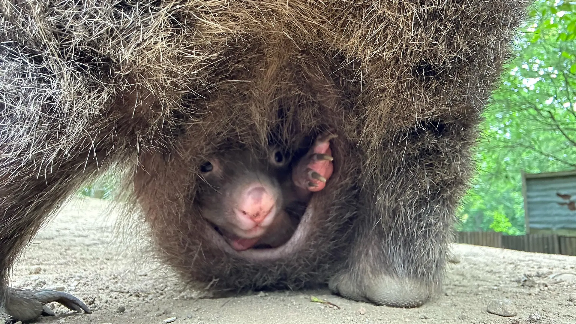 Das Wombat-Baby lugt aus dem Beutel seiner Mutter Maya heraus.