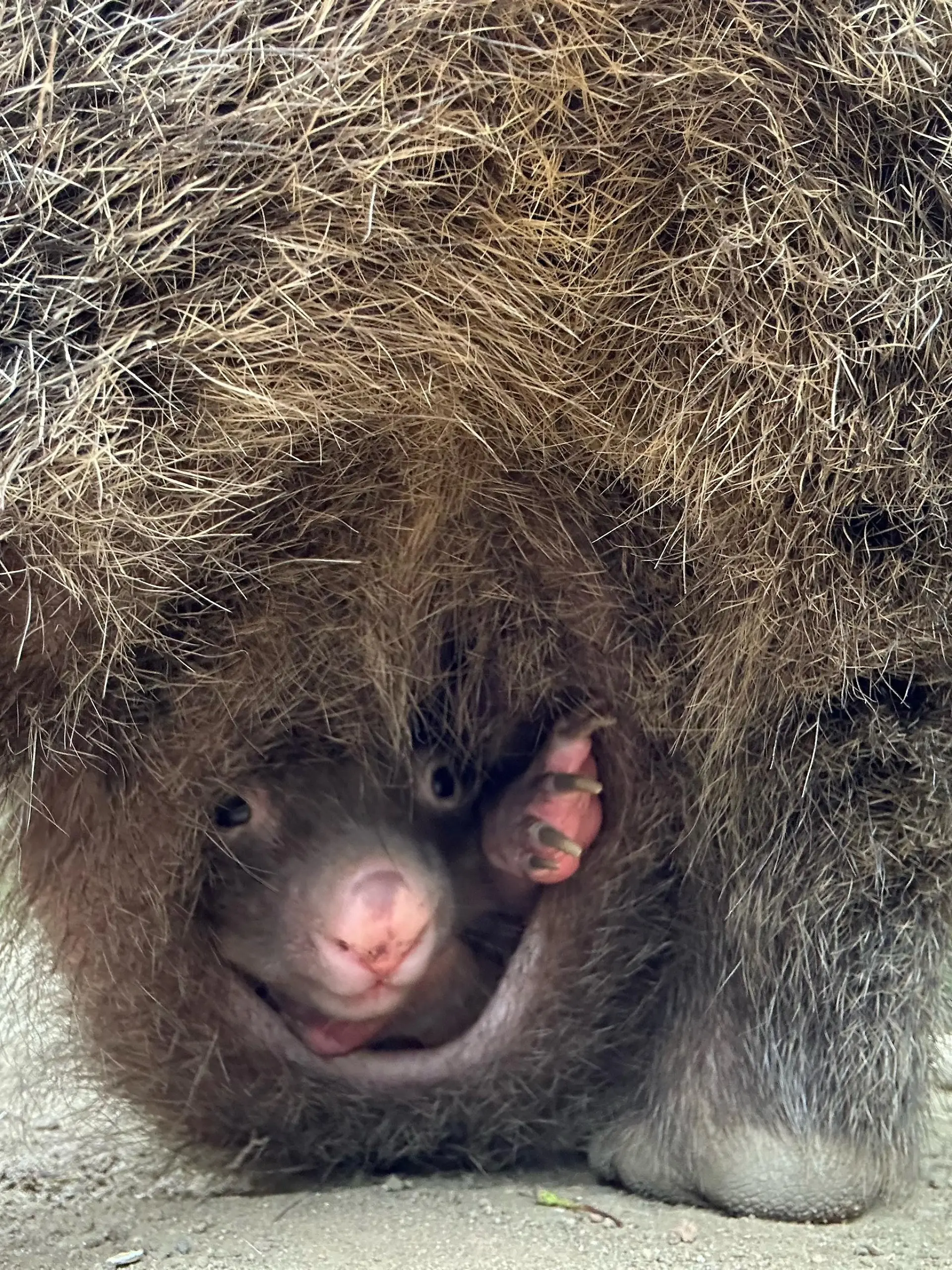 Das Wombat-Baby lugt aus dem Beutel seiner Mutter Maya heraus.