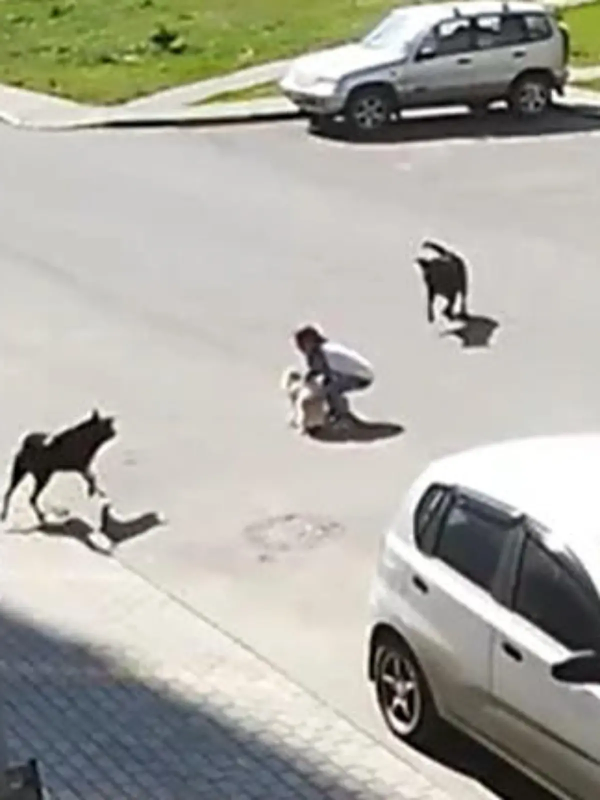 Eine Neunjährige geht mit ihrem Hund in Voronezh (Russland) Gassi - als ihr Vierbeiner plötzlich von einem Rudel Streuner angegriffen wird. Mutig und mit einer schnellen Handbewegung nimmt sie ihren flauschigen Hund auf den Arm, um ihn zu beschützen. Doch die Streuner haben noch nicht genug - jetzt ziehen sie an der Kleidung des Mädchens, sodass es umfällt. Die dramatischen Szenen und wie die Situation für das Mädchen endete, zeigen wir im Video.