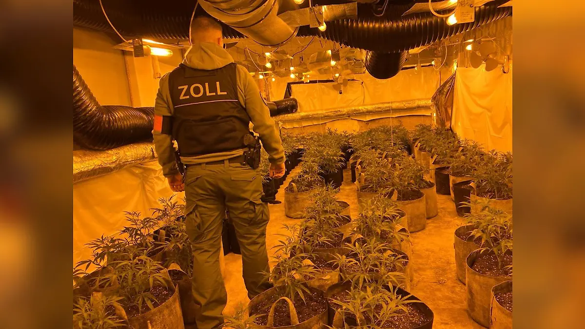 Zollbeamte stoßen am Donnerstag bei der Durchsuchung einer ehemaligen Kegelbahn auf eine groß angelegte Cannabis-Plantage.