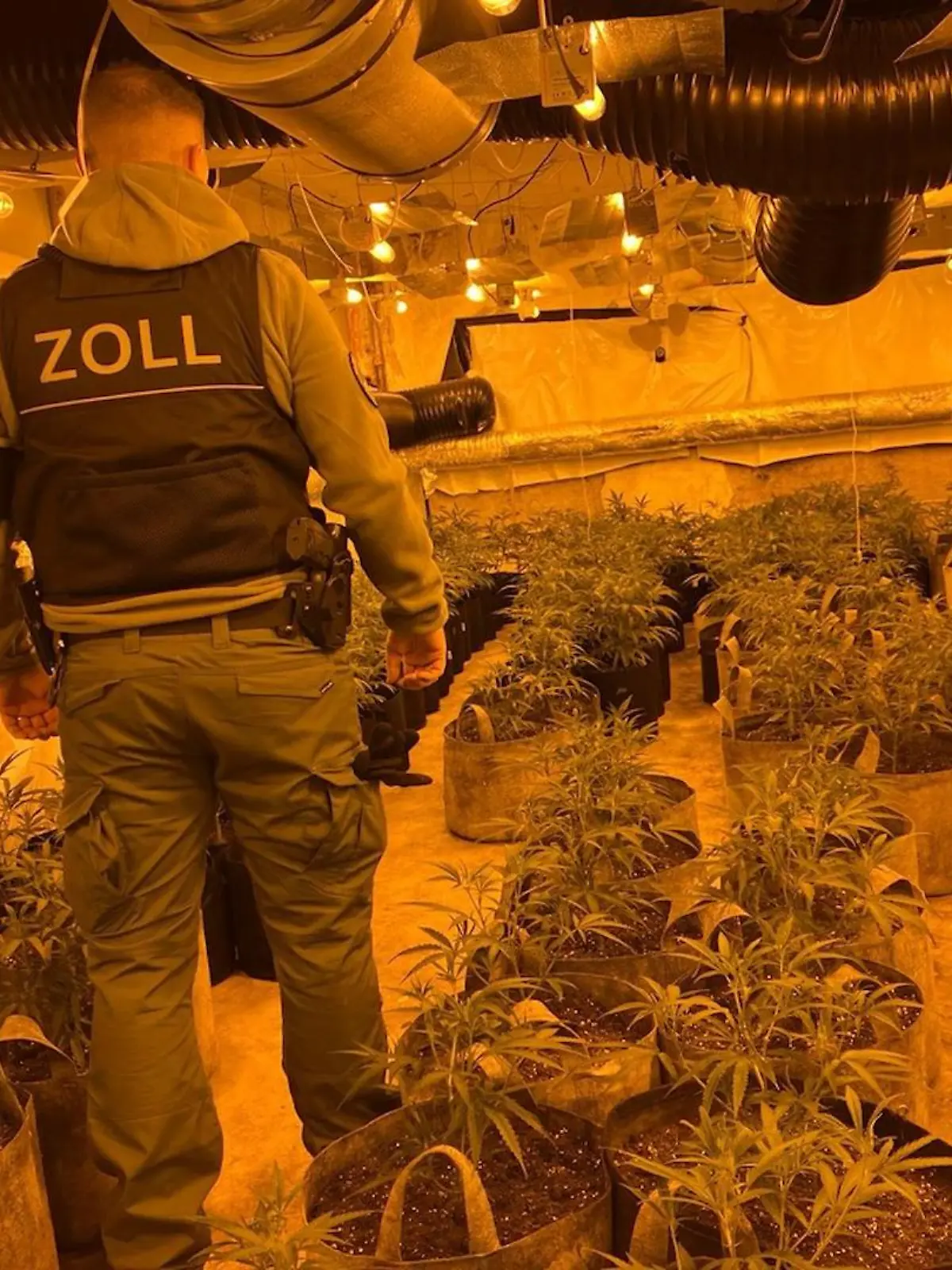 Zollbeamte stoßen am Donnerstag bei der Durchsuchung einer ehemaligen Kegelbahn auf eine groß angelegte Cannabis-Plantage.