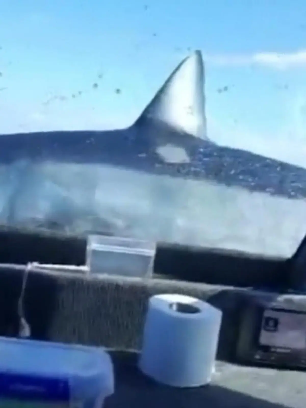So haben sich diese Fischer ihren Ausflug bestimmt nicht vorgestellt! Auf einmal hängt ein Hai an der Angel. Wir zeigen den Moment im Video.