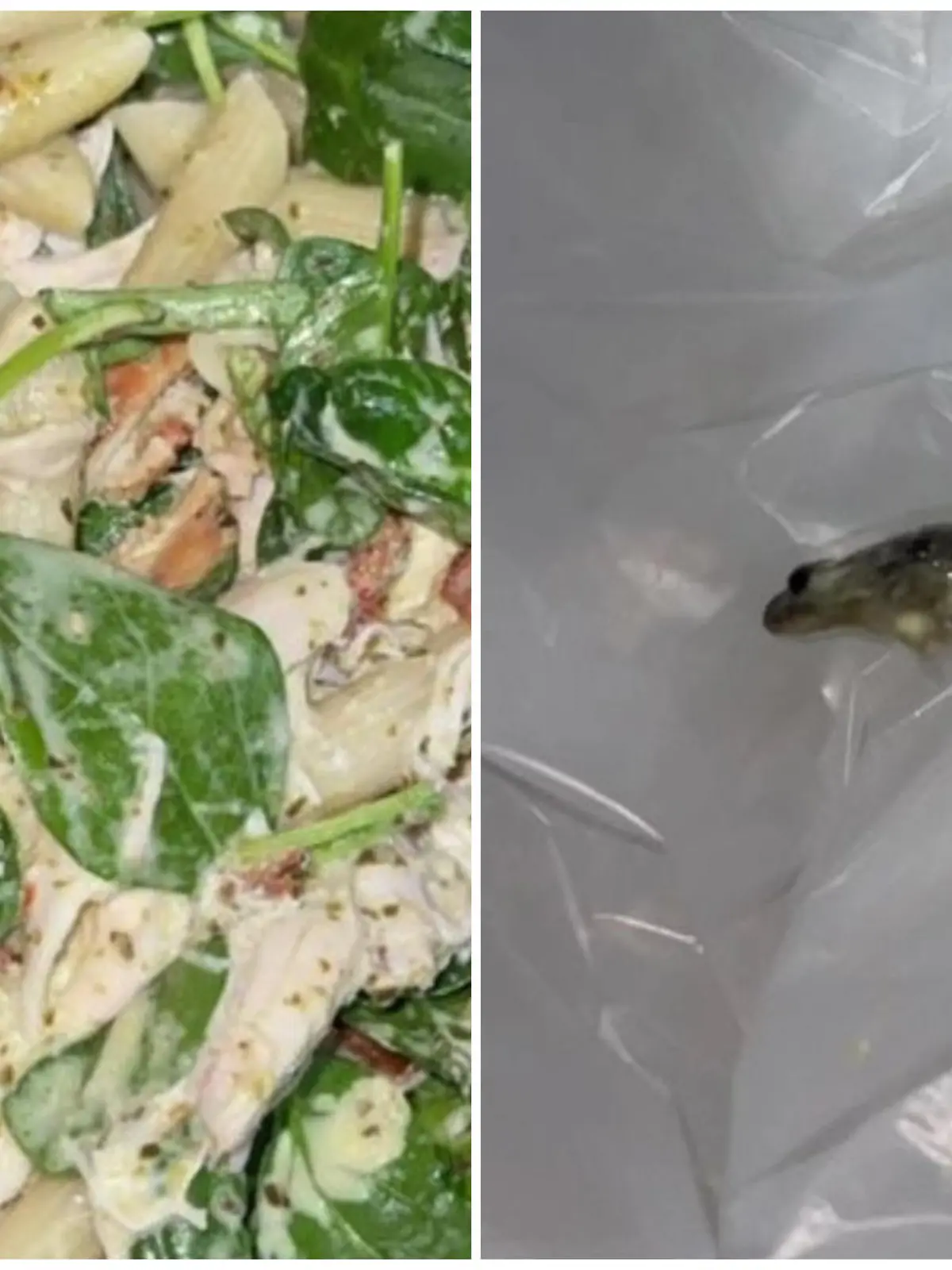 Collage von Frosch im Essen und Frosch close