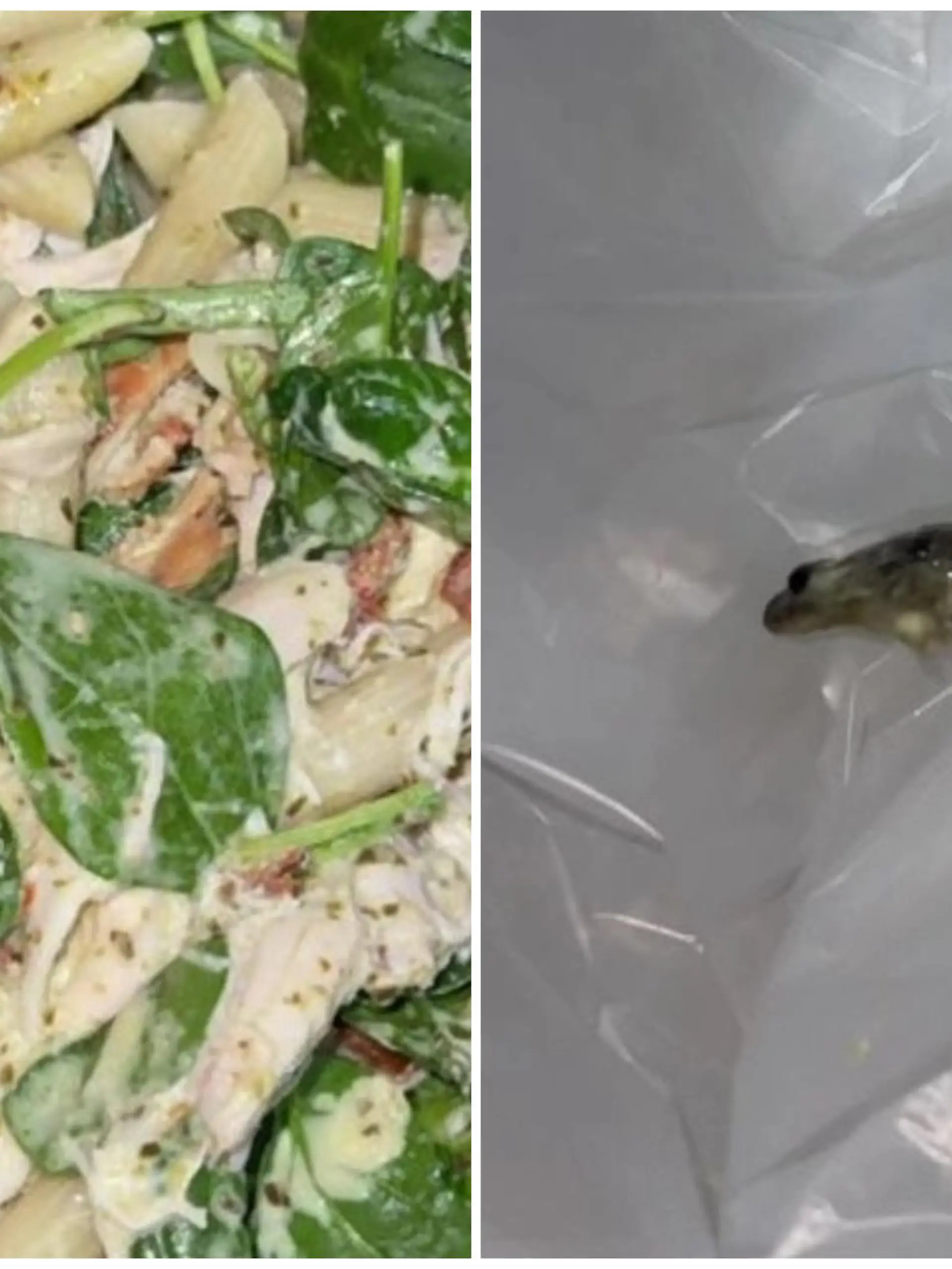 Collage von Frosch im Essen und Frosch close