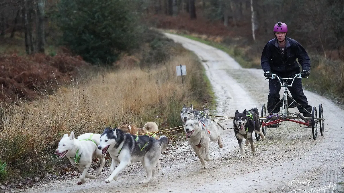 Die Schlittenhunde sollen der Stolz des Ehepaars gewesen sein.
