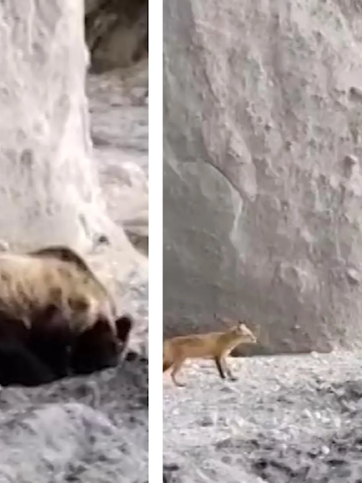 Da wird sogar der Bär fuchsteufelswild!

Dieser russische Fuchs in Kurilsk treibt es mit der Geduld des Bären auf die Spitze. Er will ihn einfach nicht schlafen lassen - im Video.
