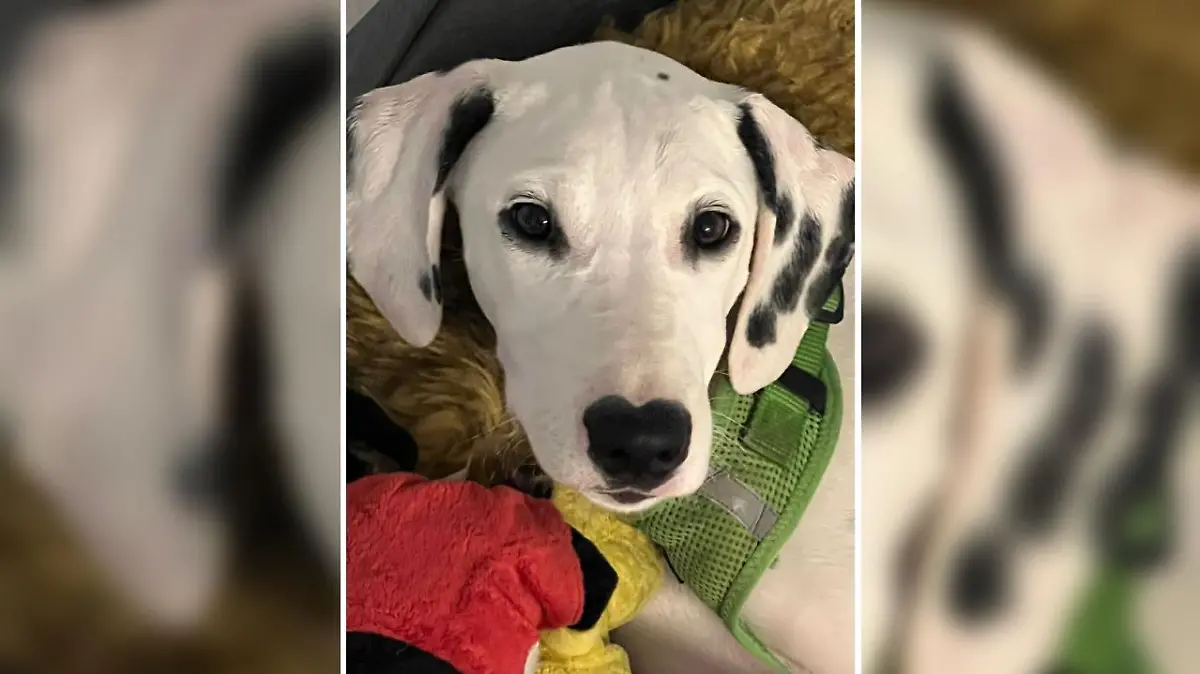 "Sebastian war ein wunderschöner Hund, innen wie außen", sagt seine Besitzerin.