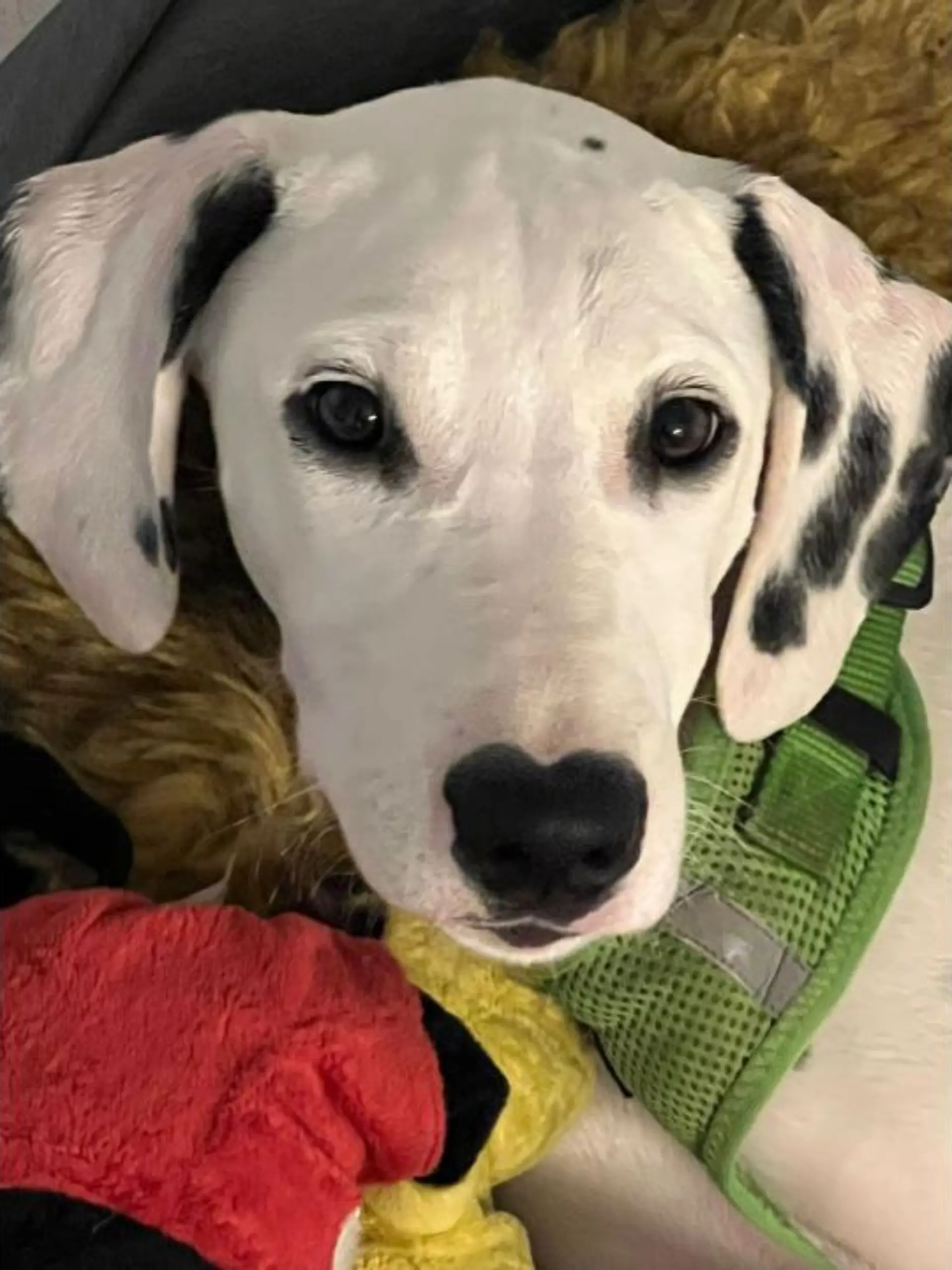 "Sebastian war ein wunderschöner Hund, innen wie außen", sagt seine Besitzerin.