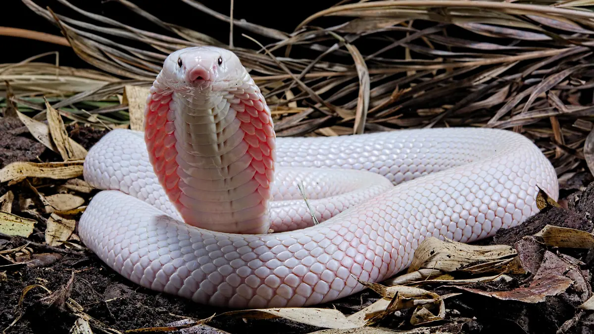 Leucistic Monokelkobra (Naja kaouthia), captive, Asien | Verwendung weltweit, Keine Weitergabe an Wiederverkäufer.