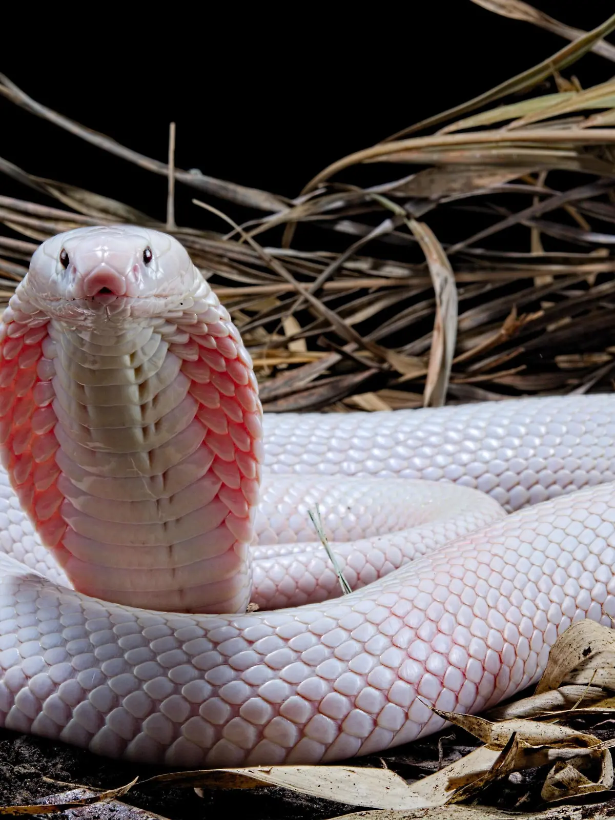 Leucistic Monokelkobra (Naja kaouthia), captive, Asien | Verwendung weltweit, Keine Weitergabe an Wiederverkäufer.