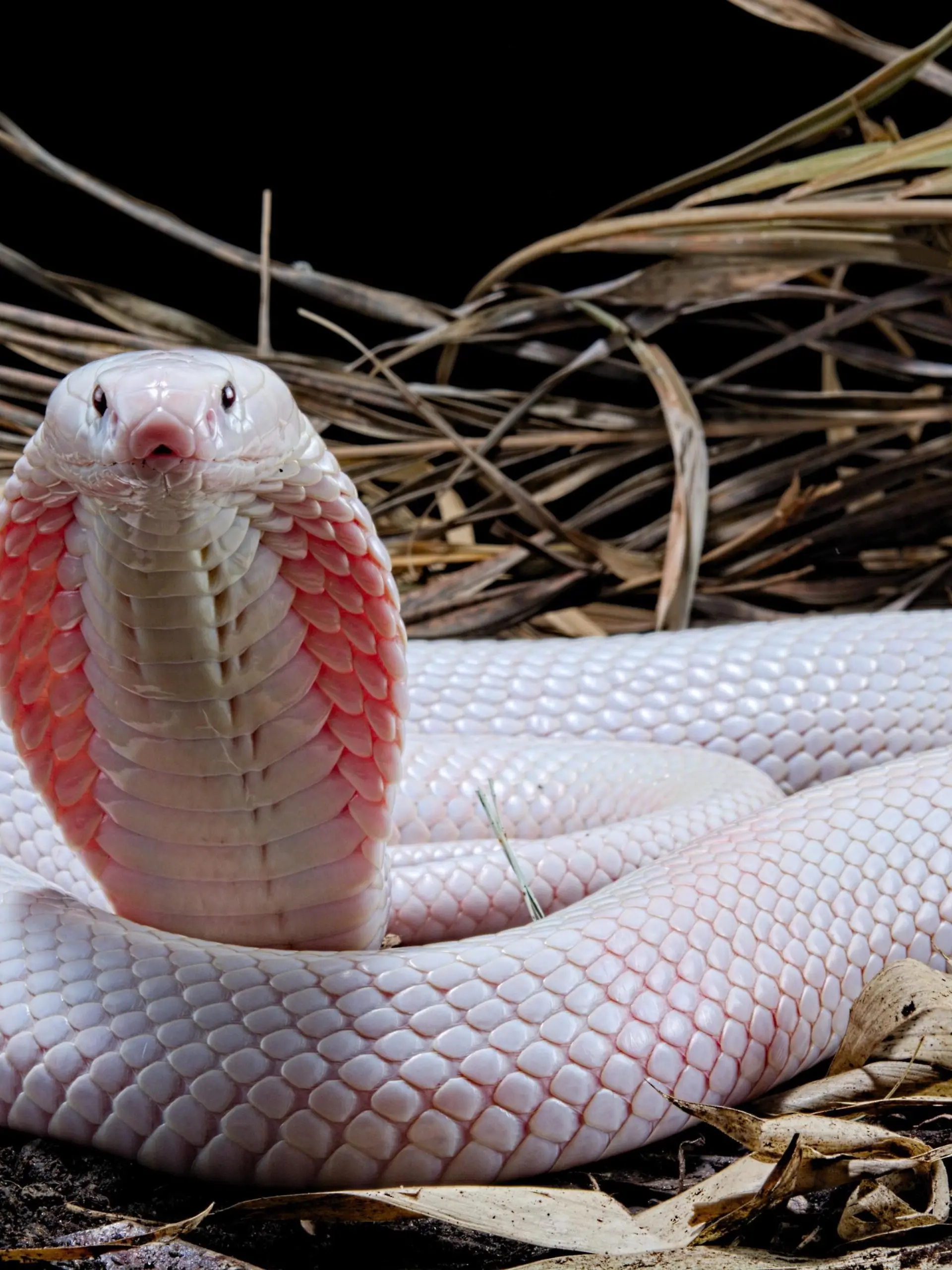 Leucistic Monokelkobra (Naja kaouthia), captive, Asien | Verwendung weltweit, Keine Weitergabe an Wiederverkäufer.